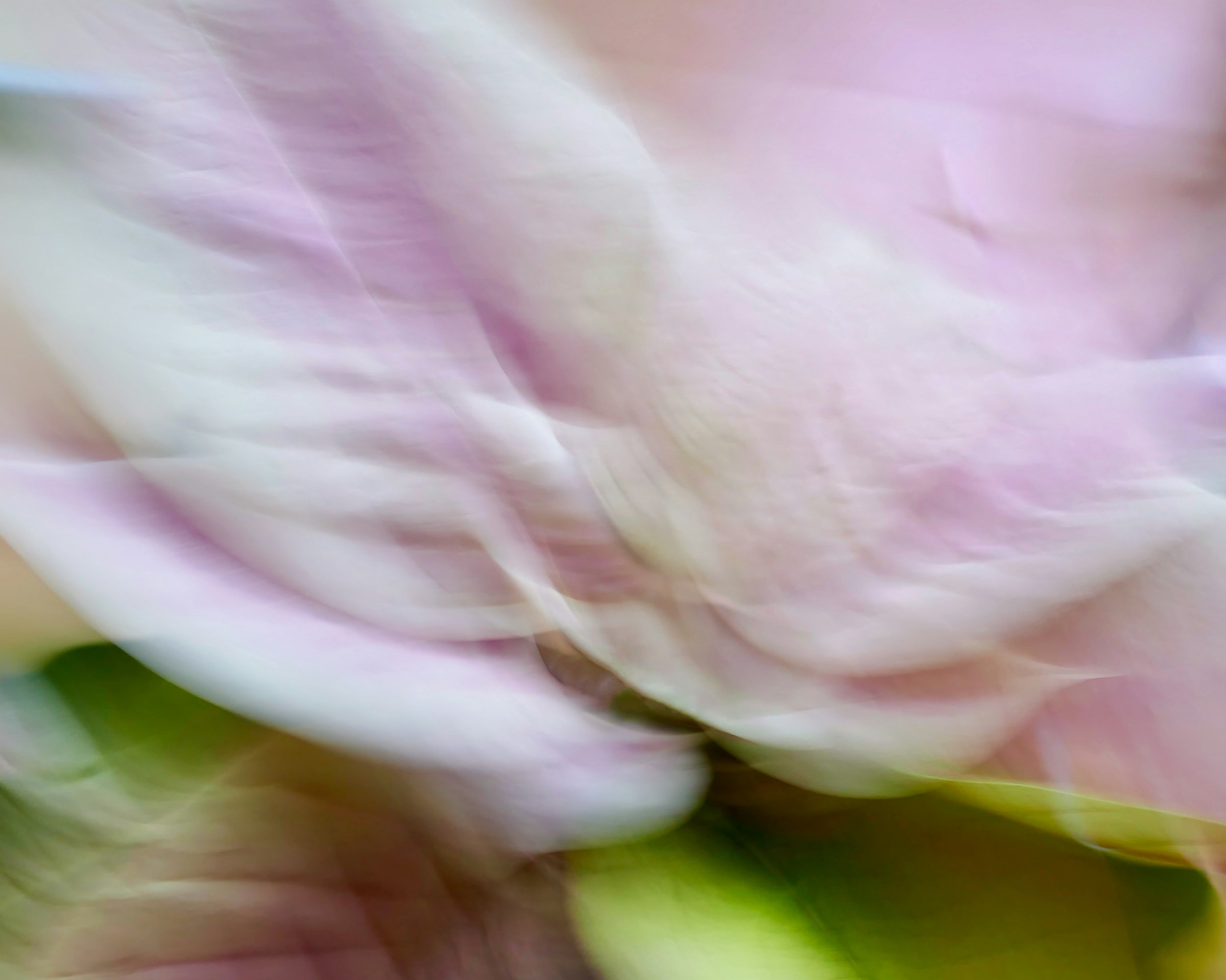 Blurry pink and white flower