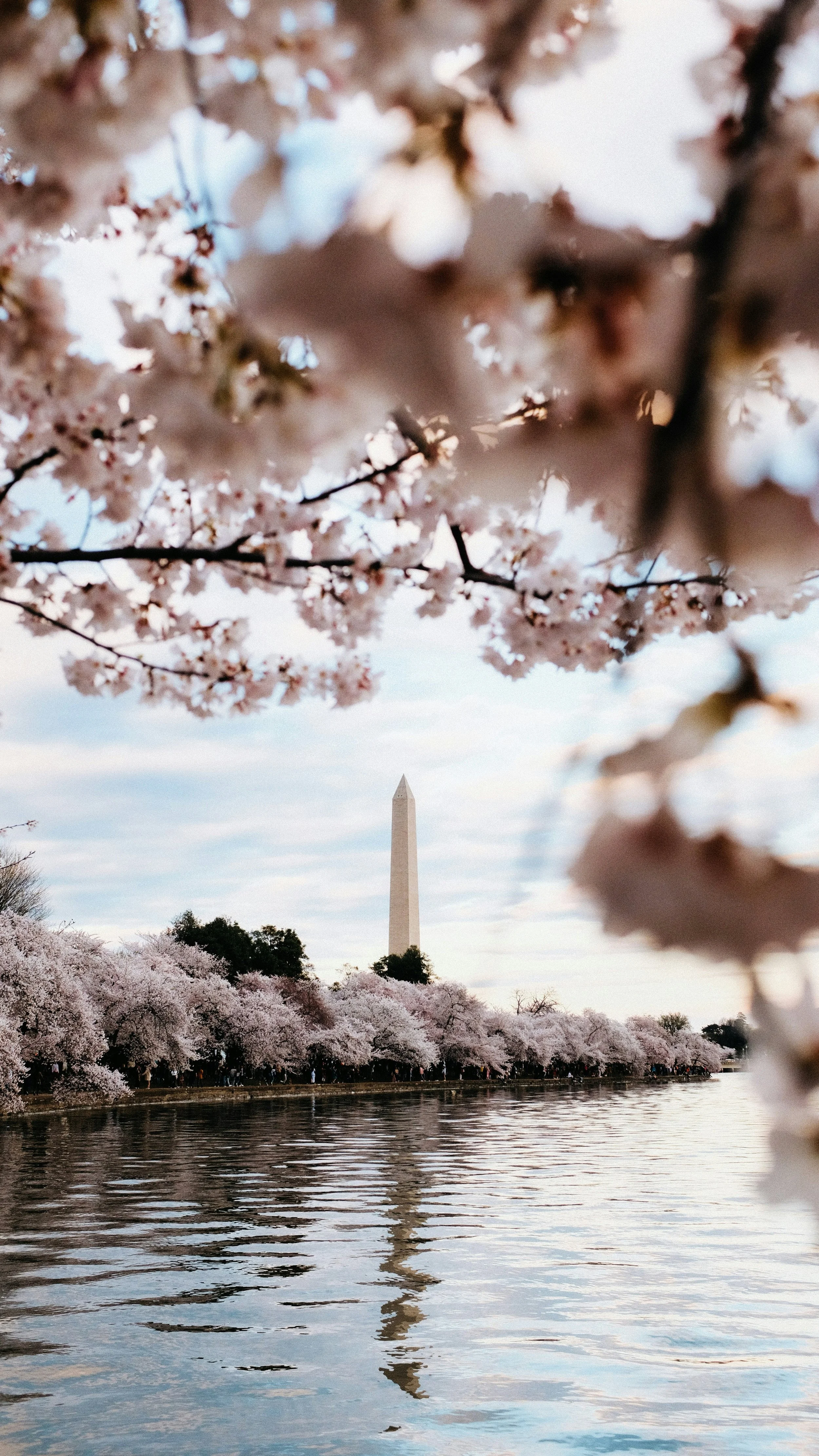 The Washington Monumental through pink cherry blossoms