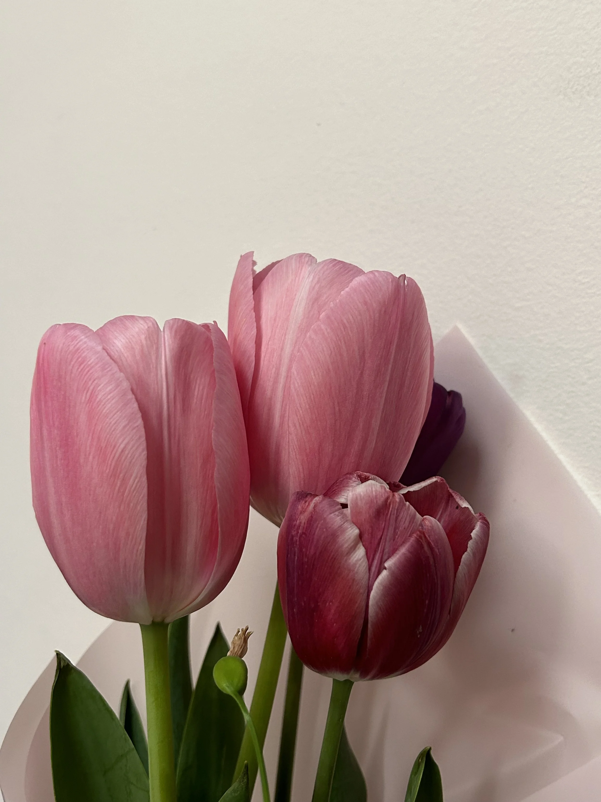 Two pink tulips