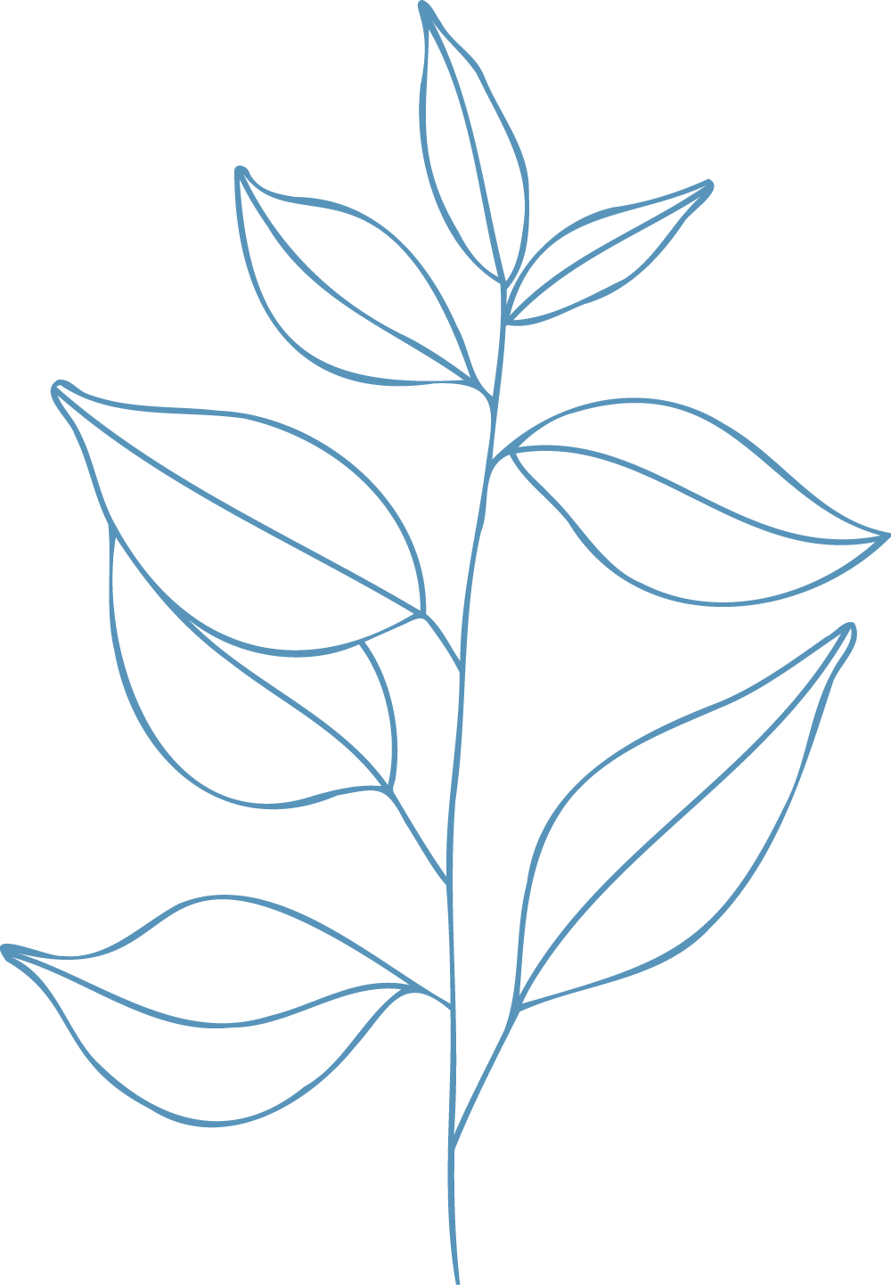 Outline of a plant is hand drawn in blue