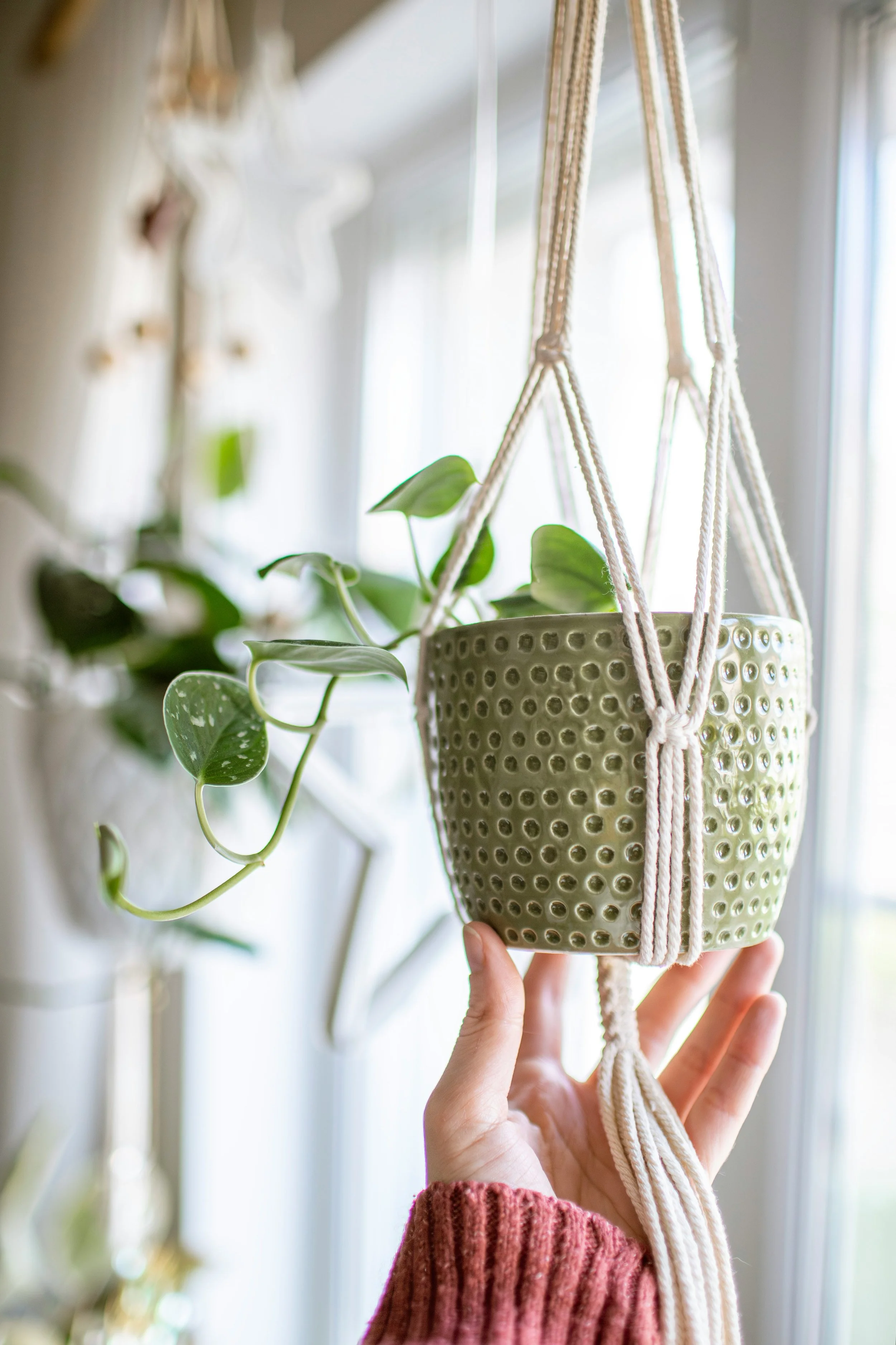 A hand holds a hanging houseplant in a green ceramic pot and white macrame holder