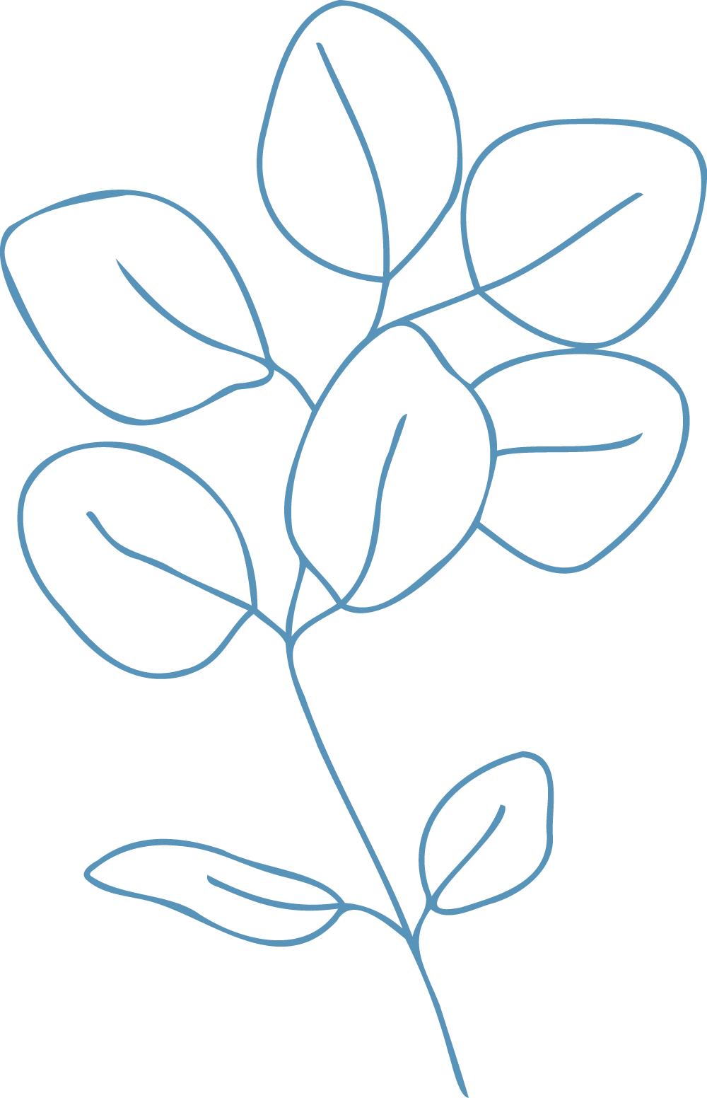 Outline of a plant is drawn in blue
