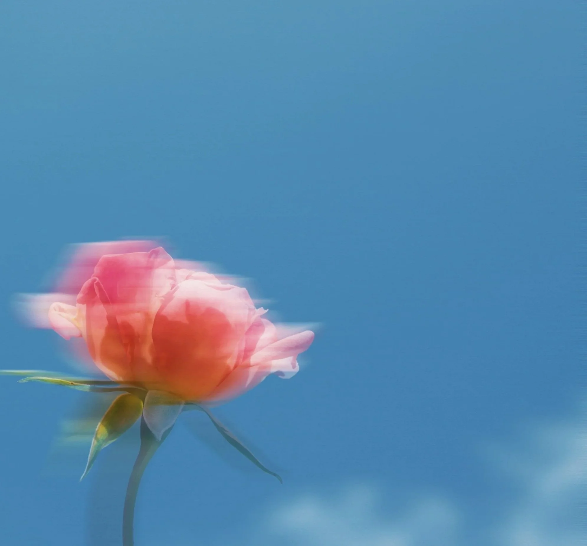 Blurry pink rose against blue sky