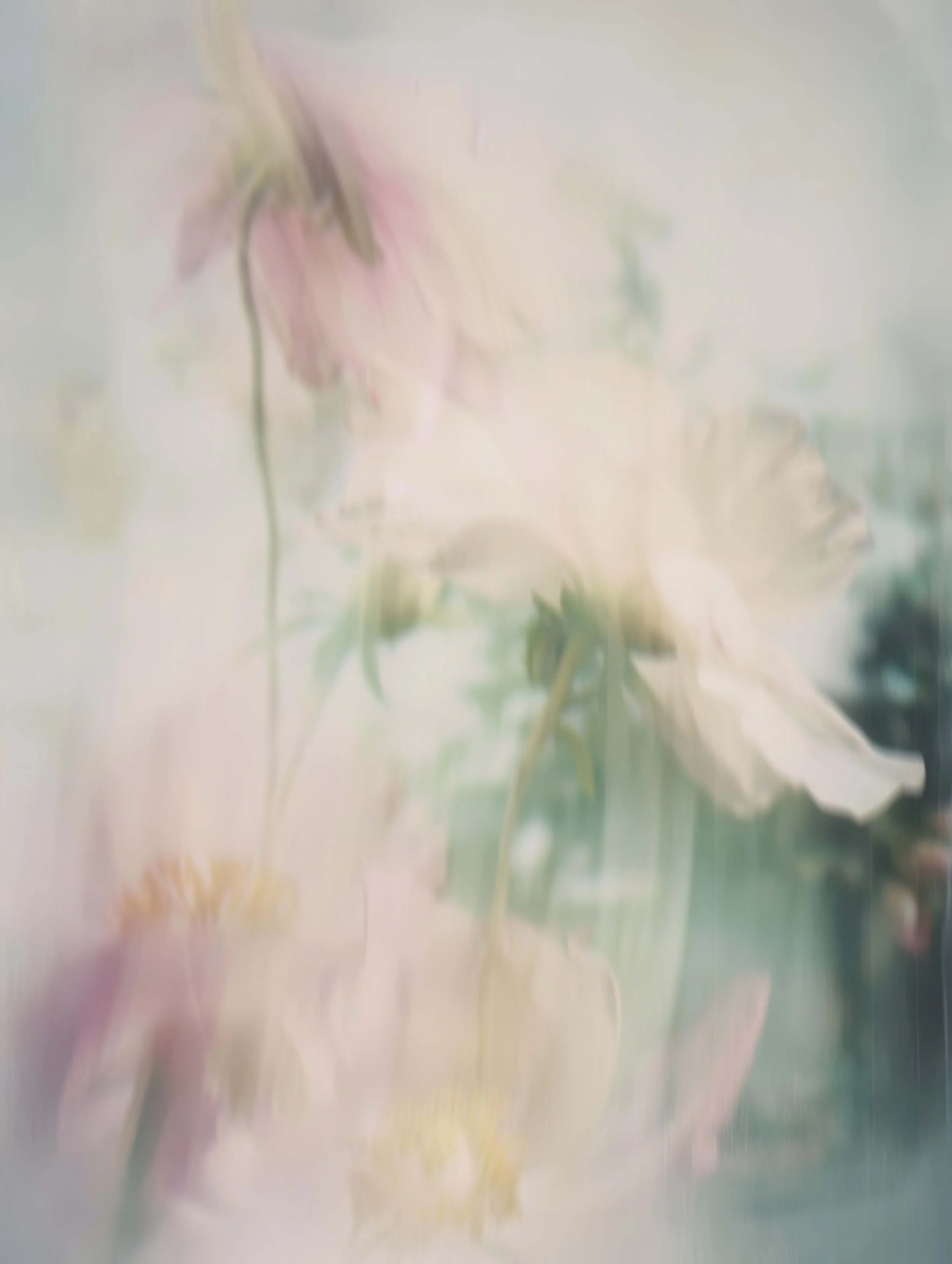 White blurry flowers with hints of pink, blue, and green