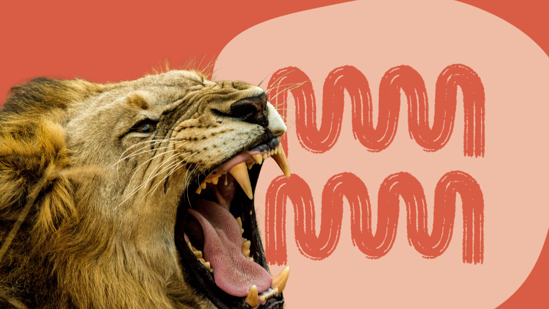 A photo of a lion roaring.