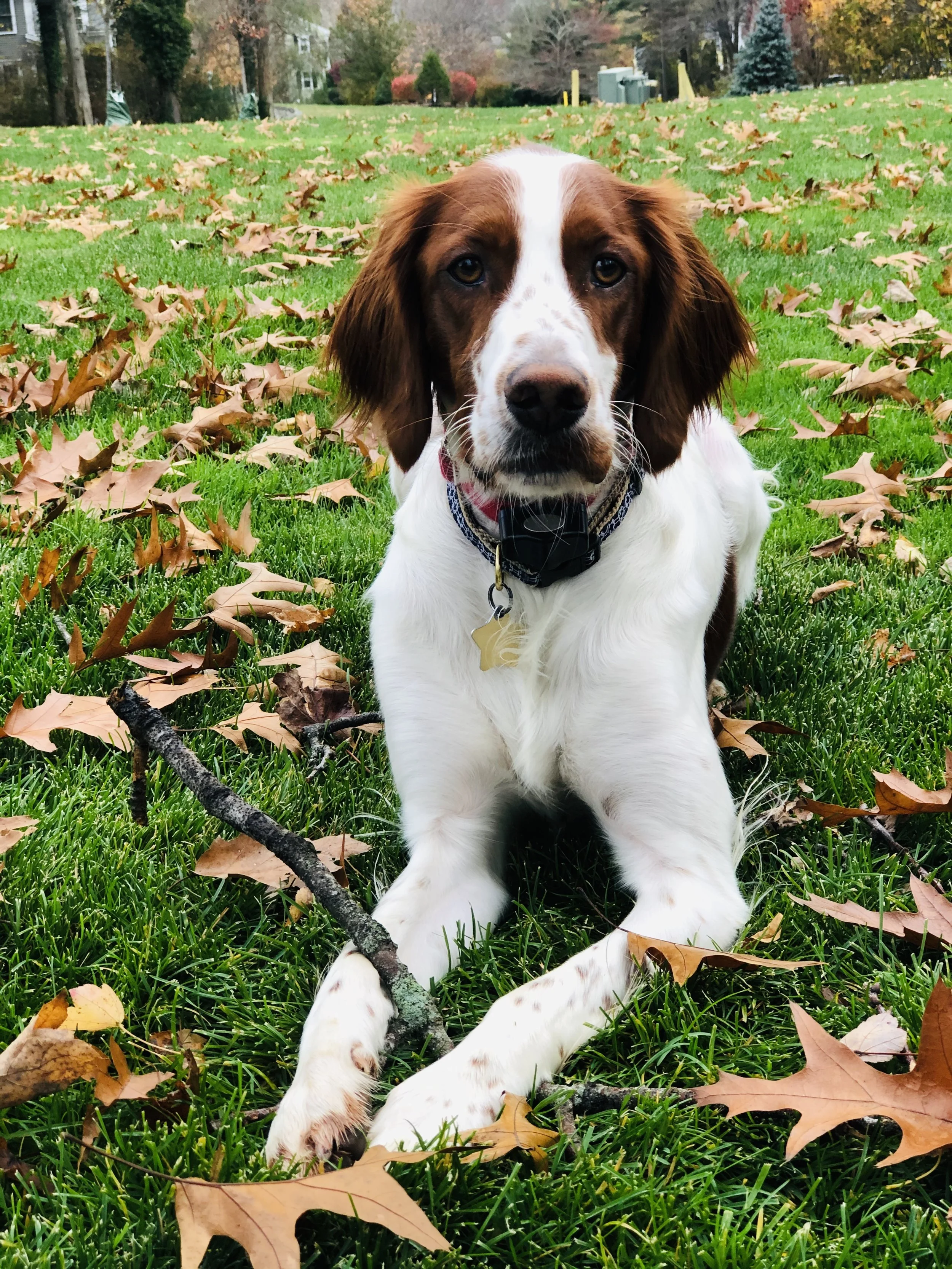 Young dog with brown and white fur sitting on green grass surrounded by fallen autumn leaves, holding a stick, with trees and houses in the background.