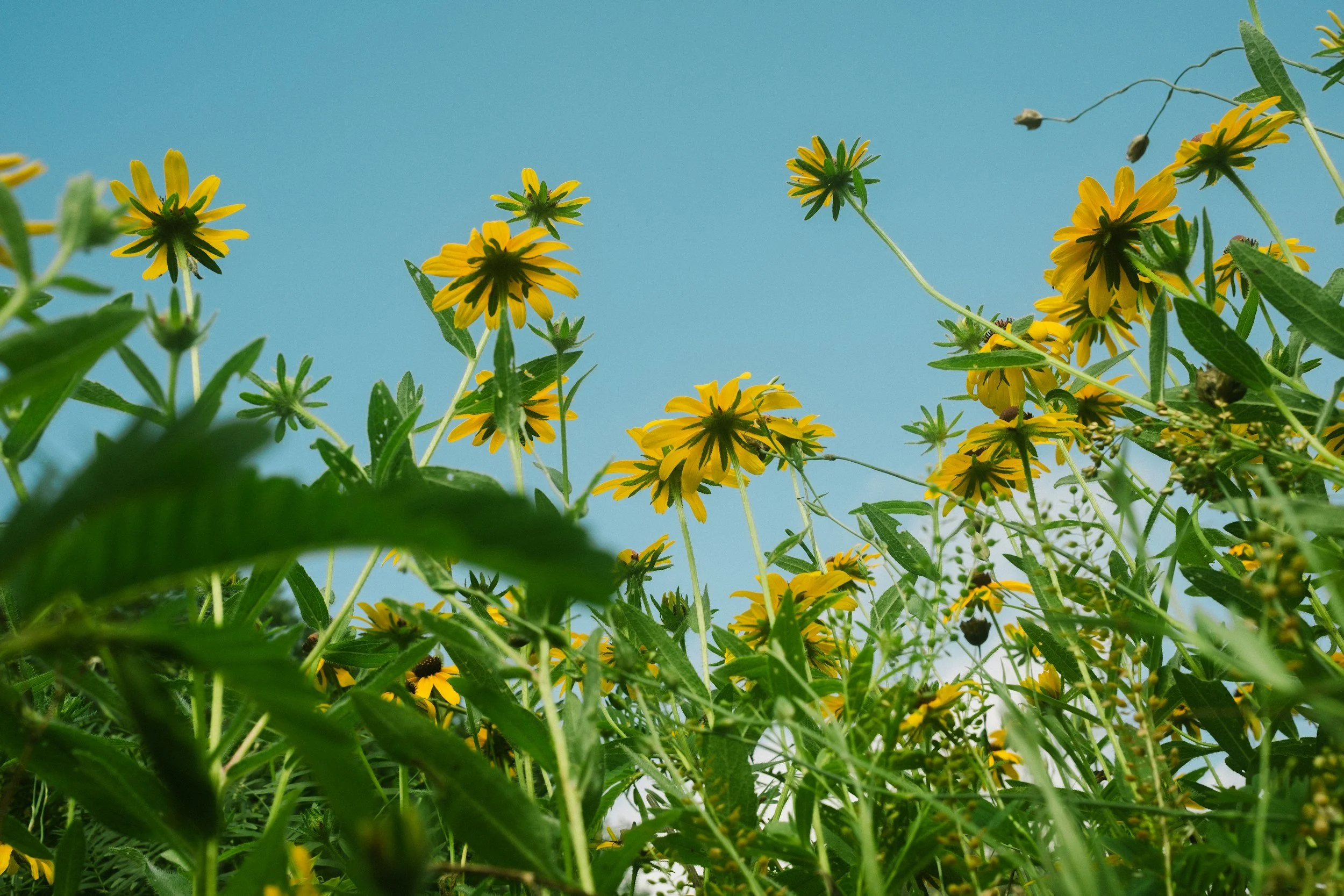 View of yellow flowers and green foliage against a bright blue sky, taken from a low angle.