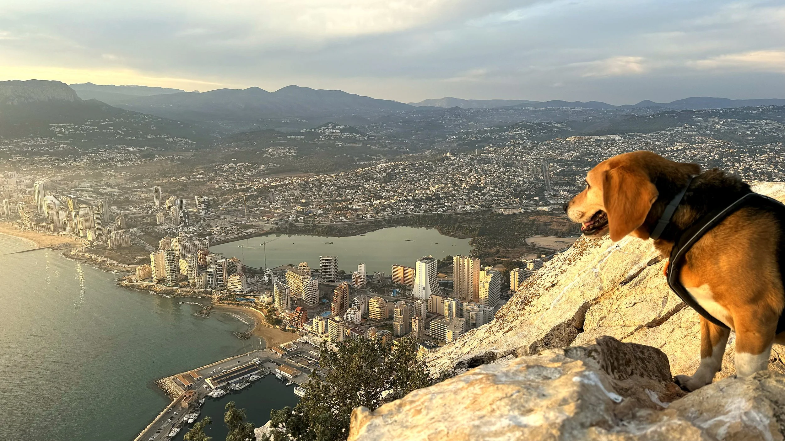 Un perro mira una ciudad mediterránea desde la cima de una montaña