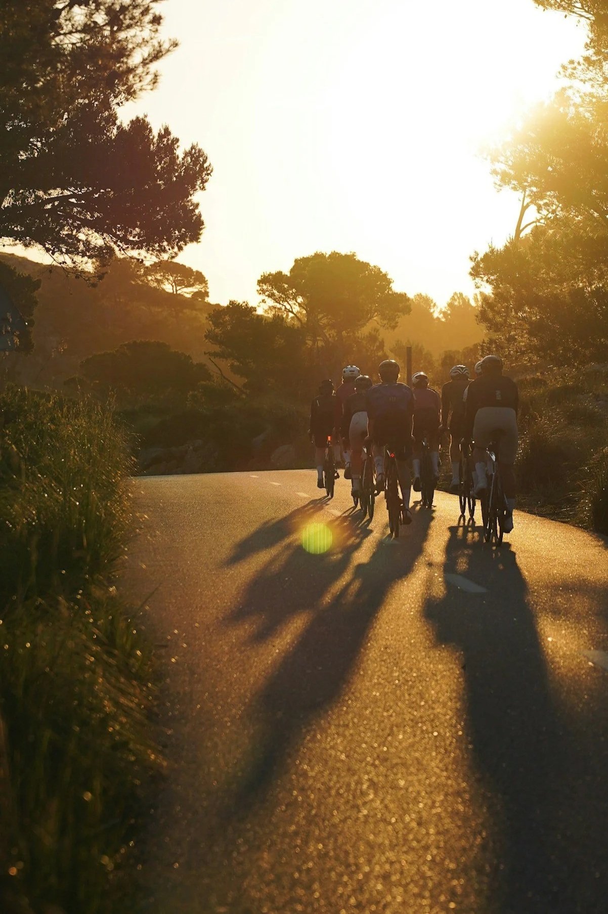 a group of cyclists viewed from behind as they ride toward the sunset