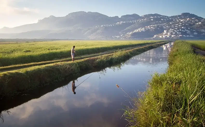 A man fishing in a canal in the middle of rice fields with a mountain in the background