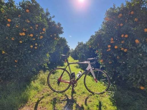 A road bike parked among orange trees with the sun and blues skies in the background