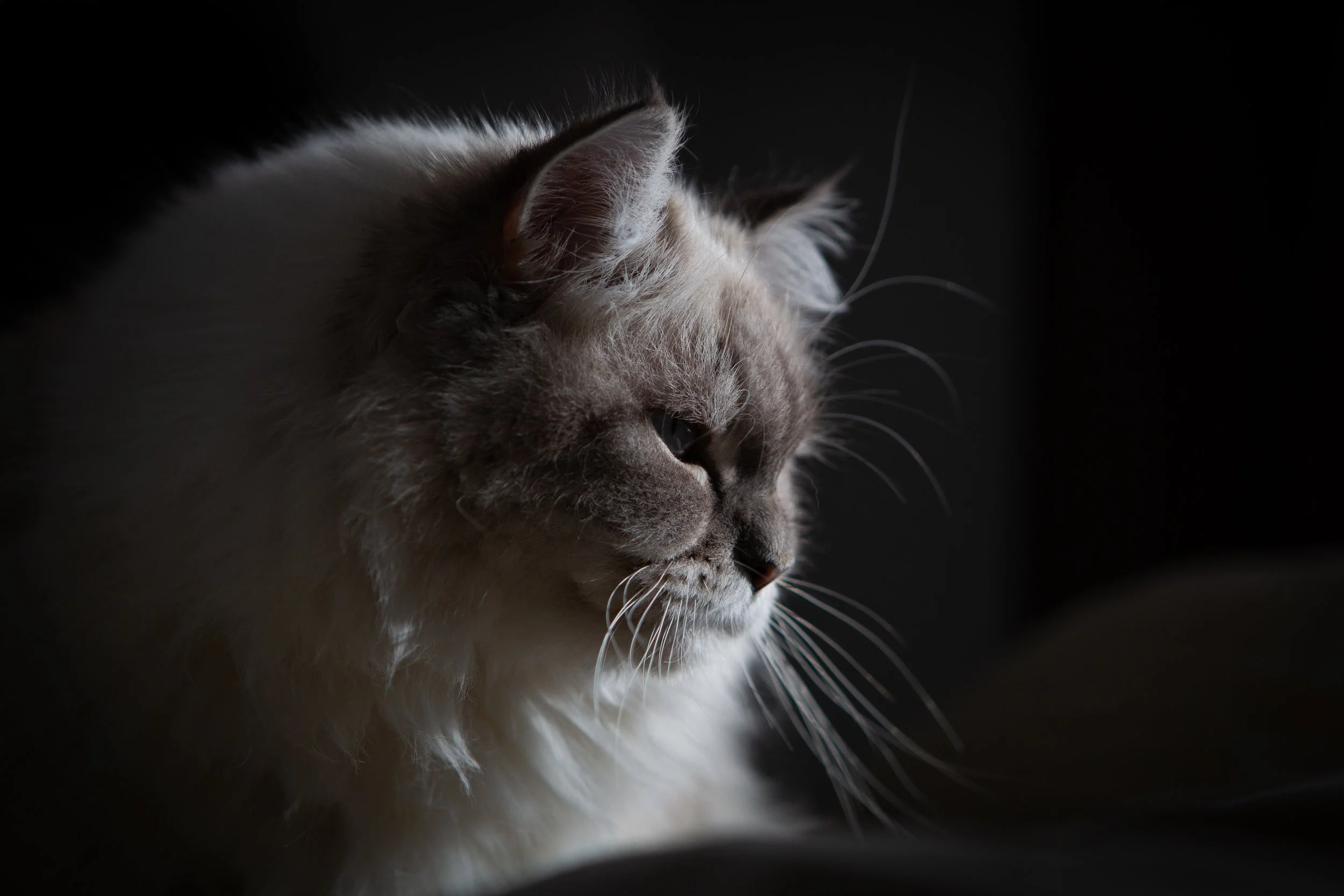 Un chat domestique à poils longs, regardant vers la droite, dans un environnement sombre.
