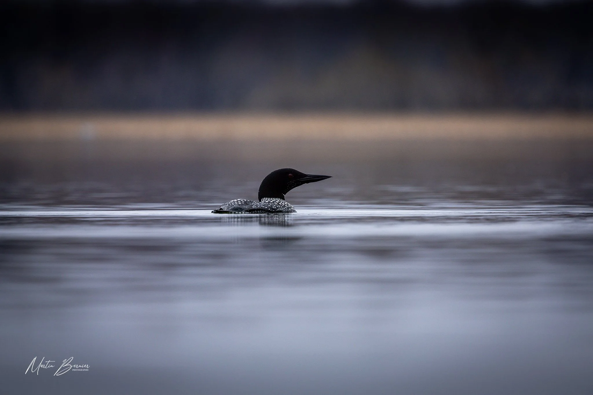 Un diver observant un lac calme avec un canard noir à la surface de l'eau, dans un environnement naturel paisible.