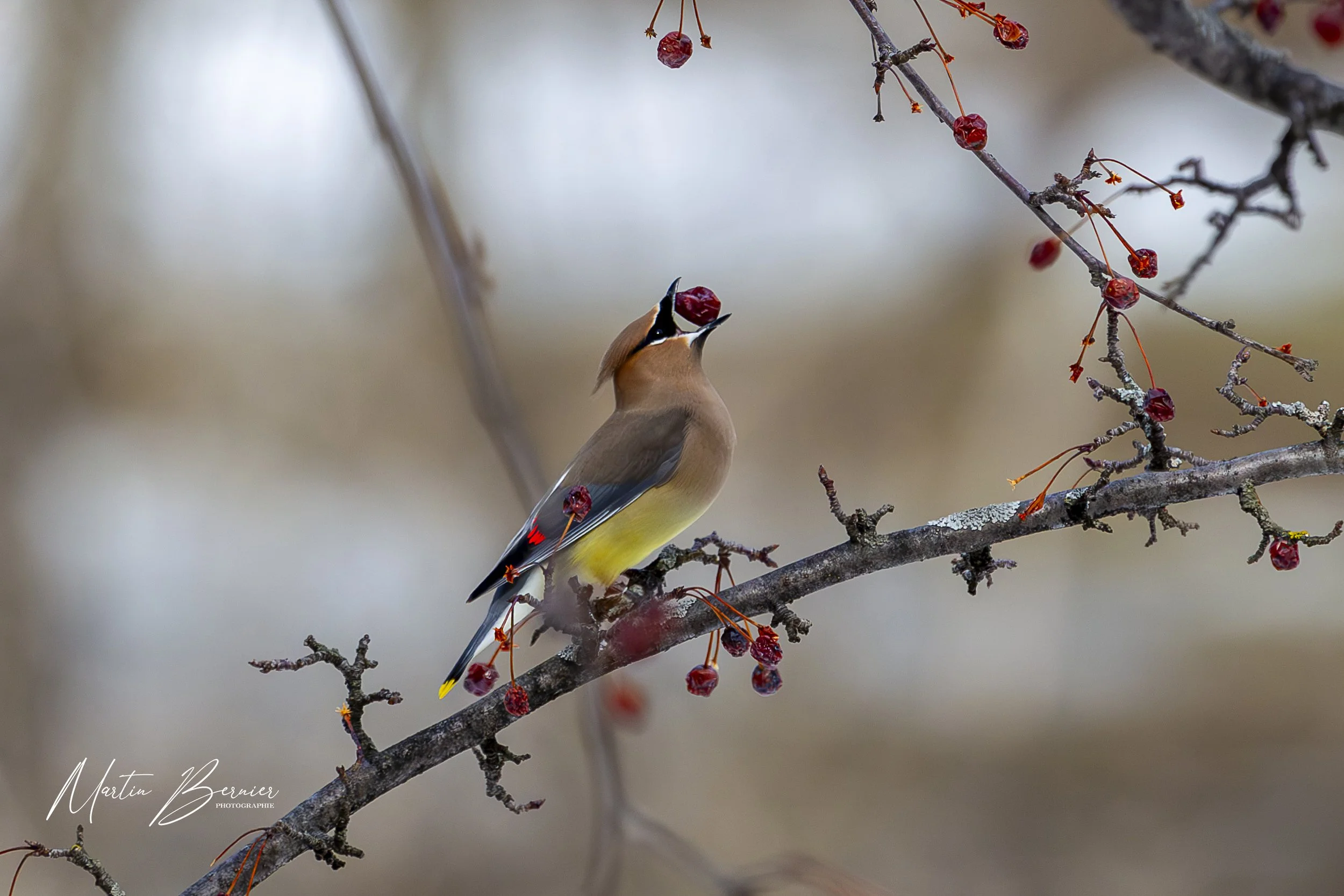 17-146 Jaseur d'amérique.jpg