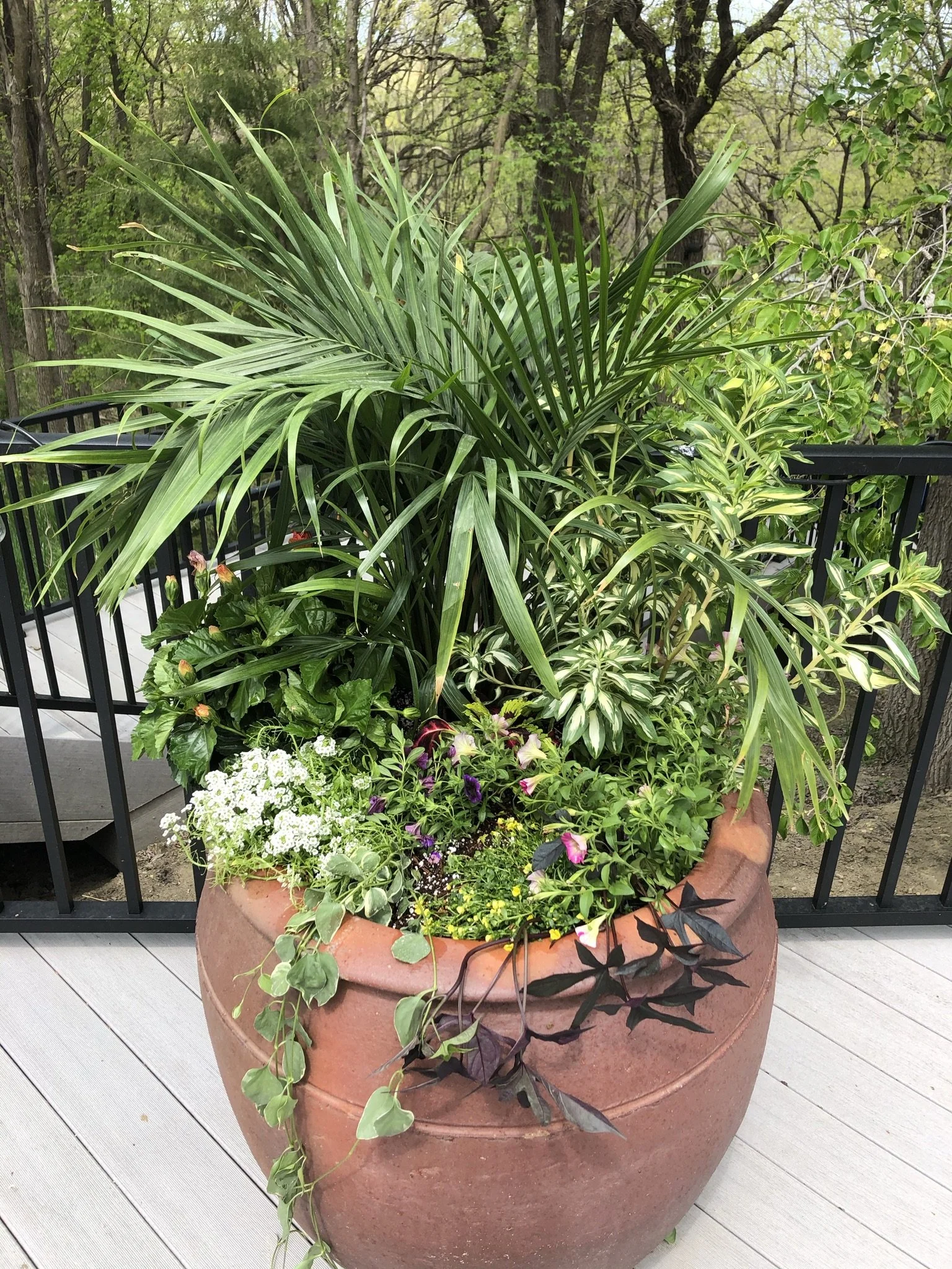 outdoor sunny patio terra cotta container with palm, hibiscus, alstromeria, white lobularia, deep plum calibrochoa, pink mini petunia, kong red coleus, marcondonia, and trailing vinca vine
