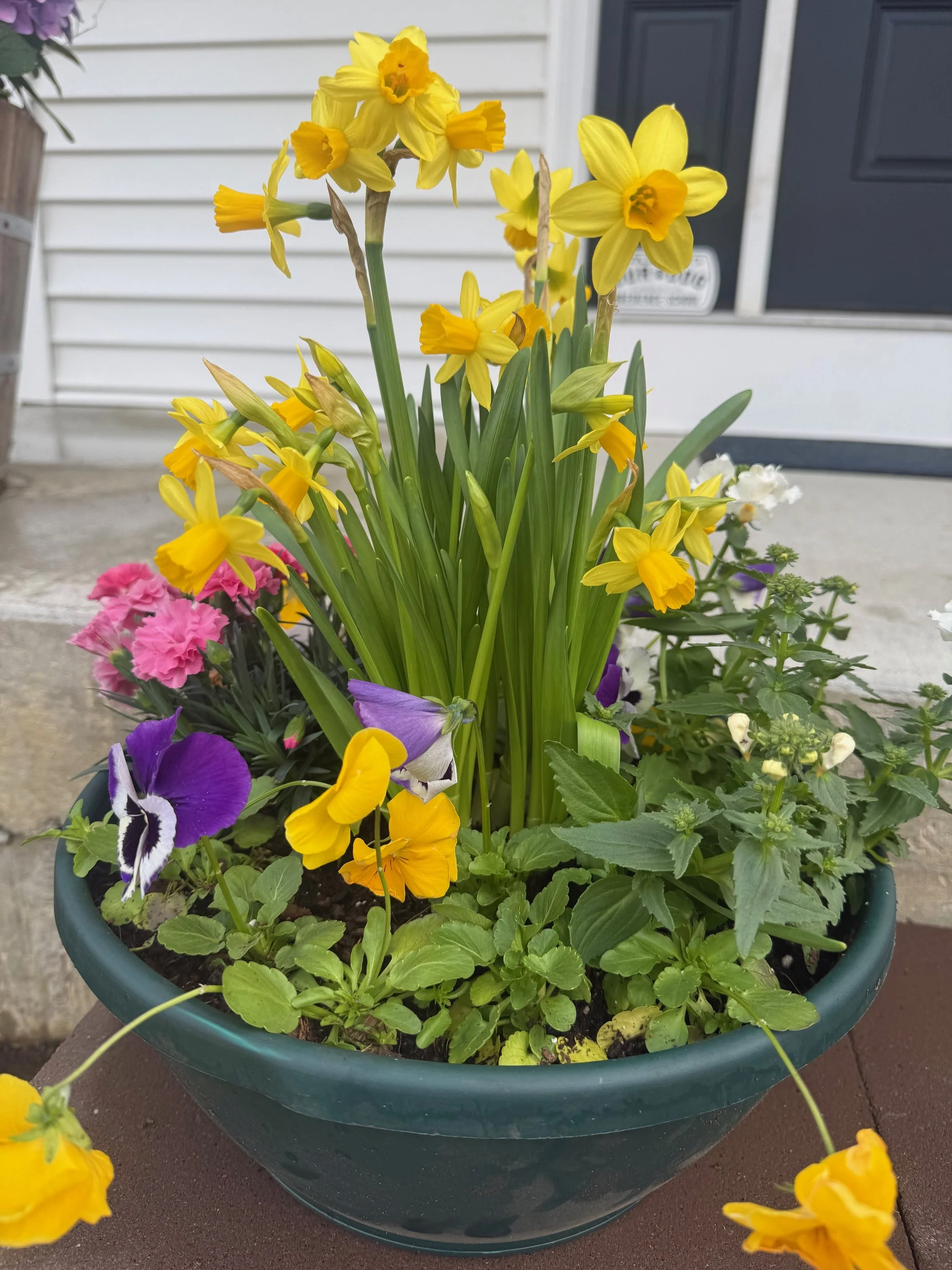 A green pot filled with yellow daffodils, purple and white pansies, pink and white flowers, and green foliage, placed on a brown table outside a house.