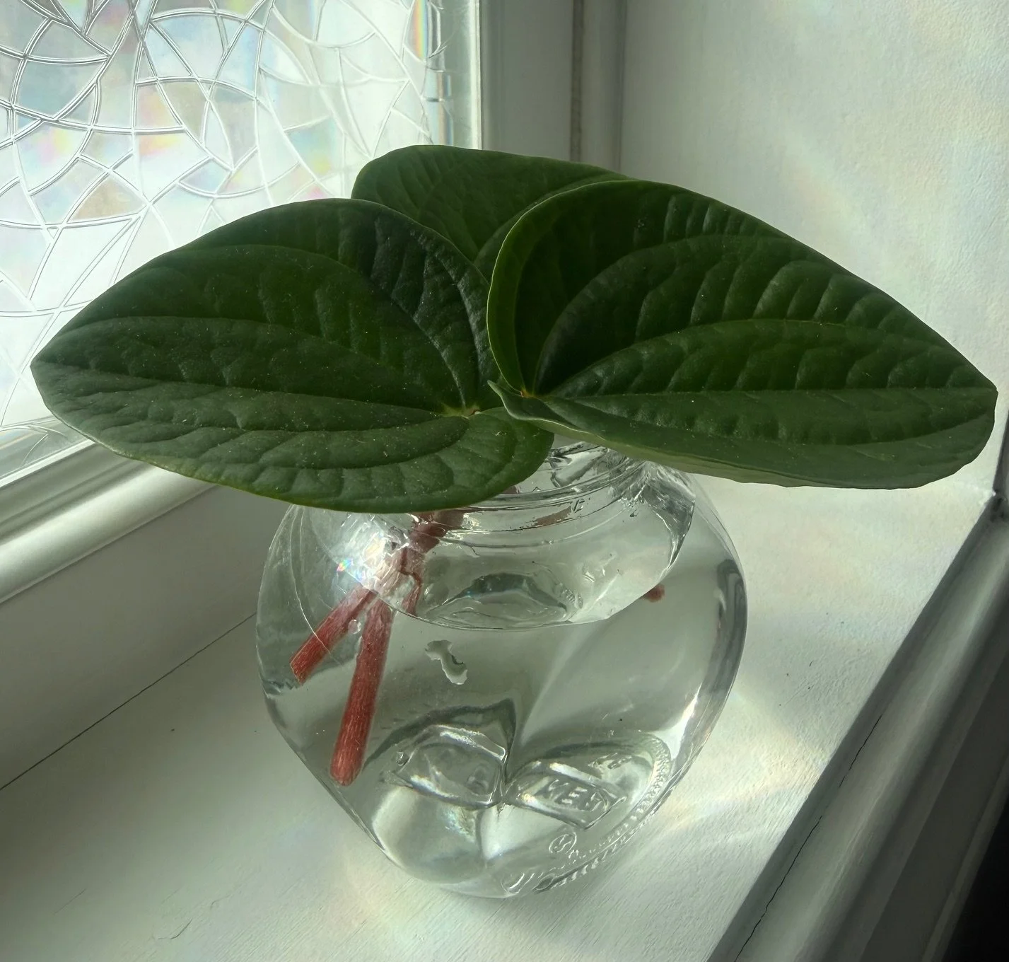 Beginner Plant Propagation Workshop- Past Event