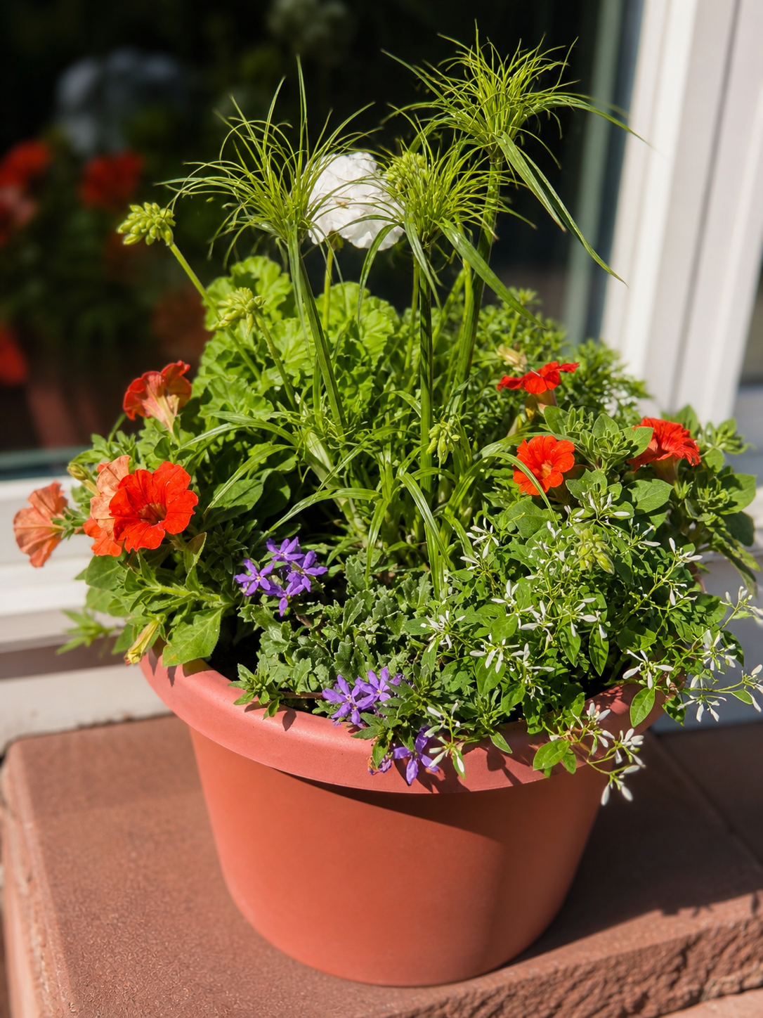 Designer Porch Planter Workshop - NEW DATE May 31