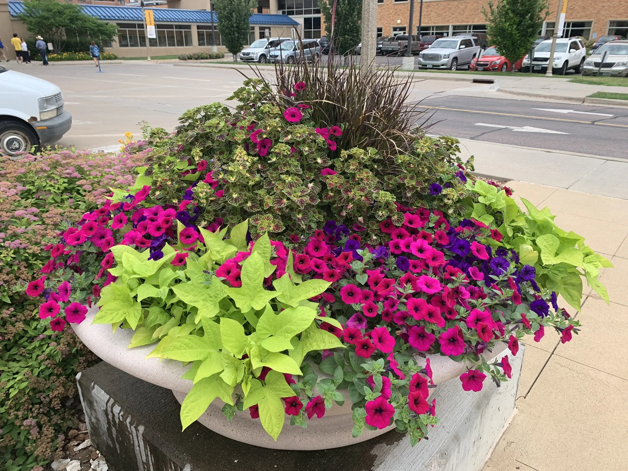 Colorful flower arrangement with pink, purple, and green foliage in a large concrete planter on an outdoor sidewalk, with a parking lot and street in the background.