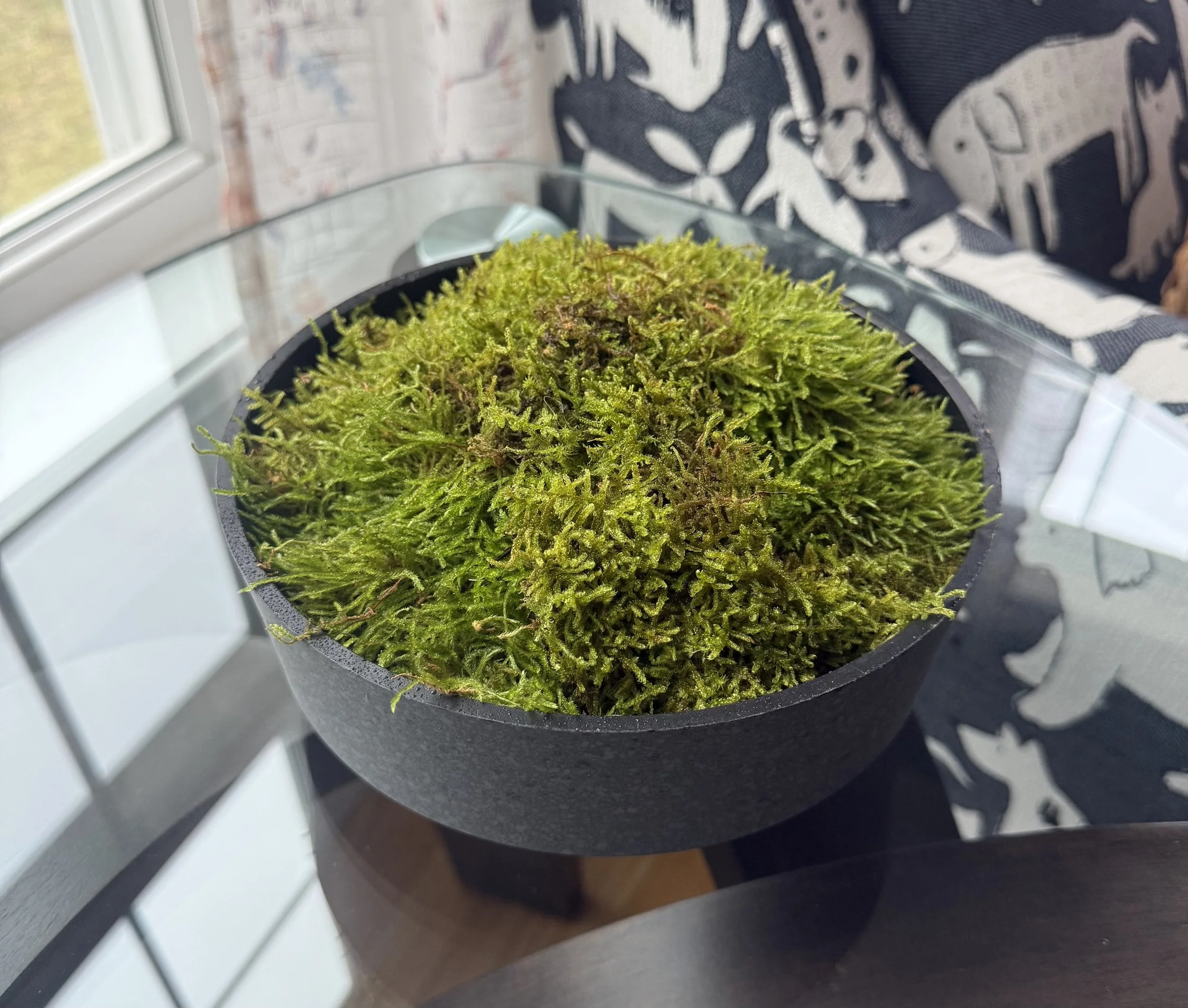 Living Moss Planter Workshop