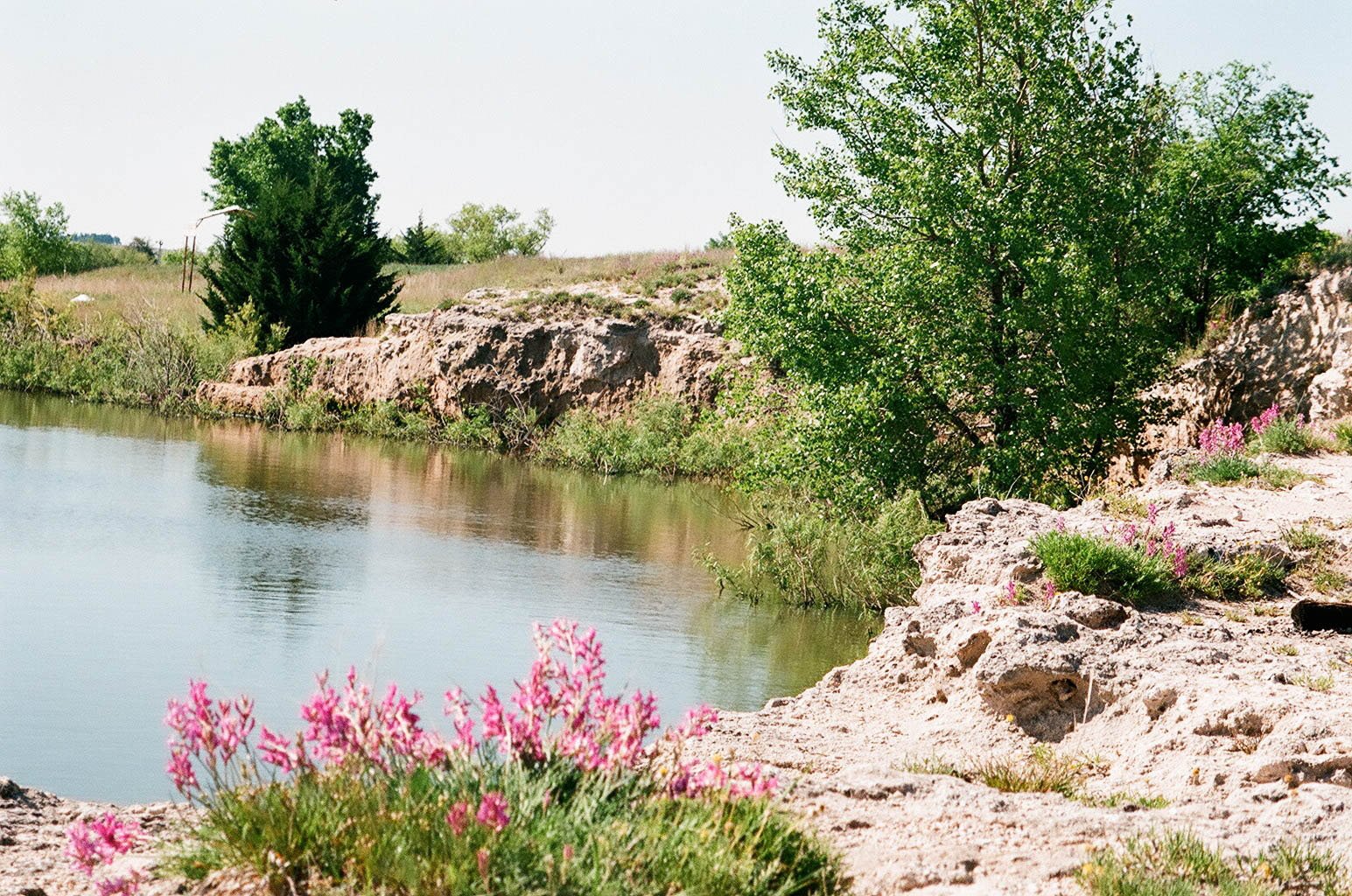 A riverside scene during daytime with a rocky shoreline, green bushes, small trees, and pink flowers in the foreground under a clear sky.