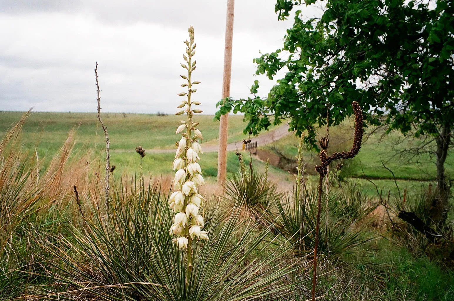 A desert landscape with cactus plants, a green tree, and a cloudy sky in the background.