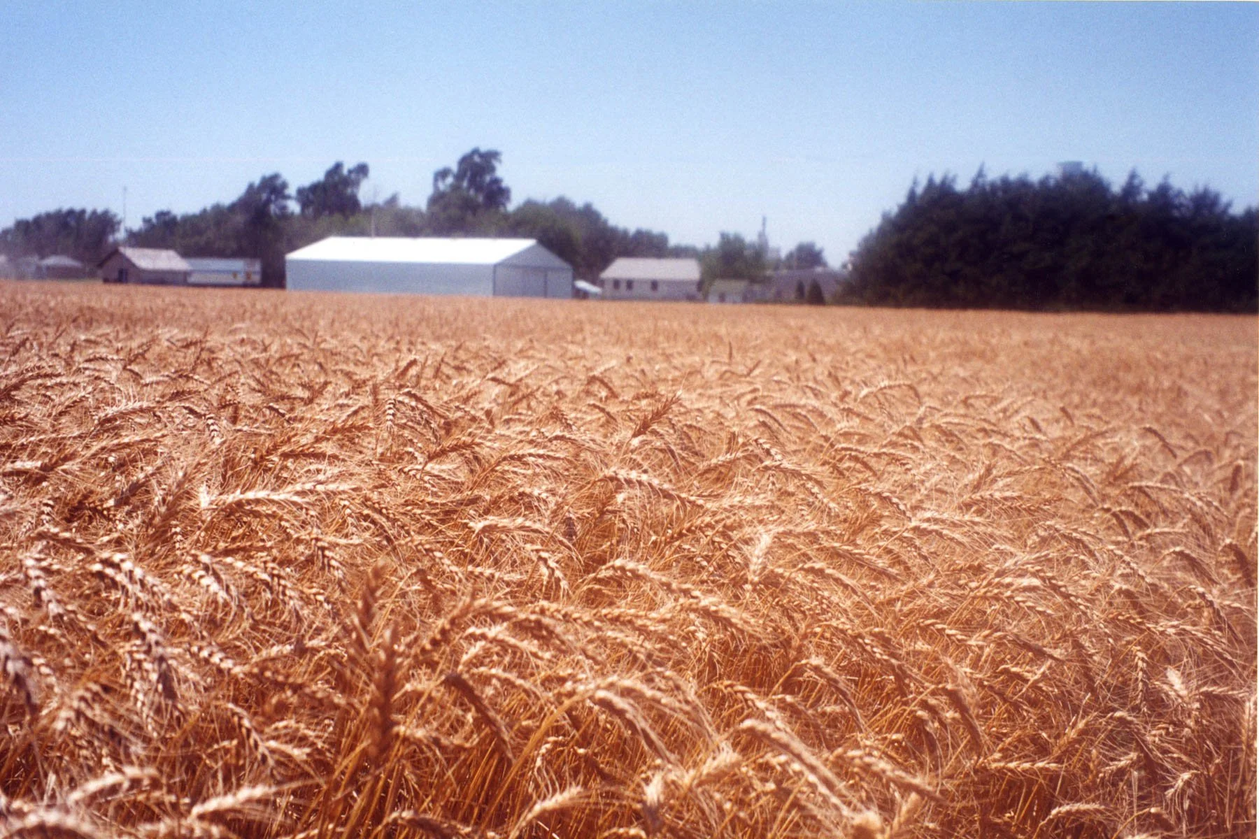 A golden wheat field under a clear blue sky, with farm buildings and trees in the background.