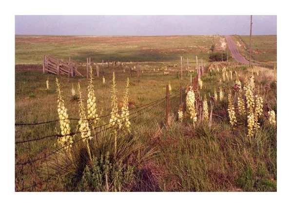 Open rural landscape with tall yellow flowers, a chain-link fence, and a dirt road in the distance under a cloudy sky.