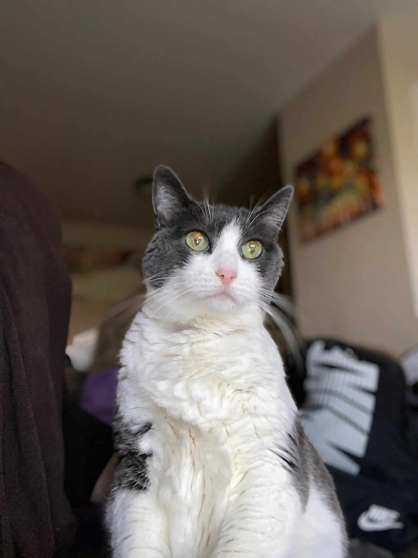 Josie