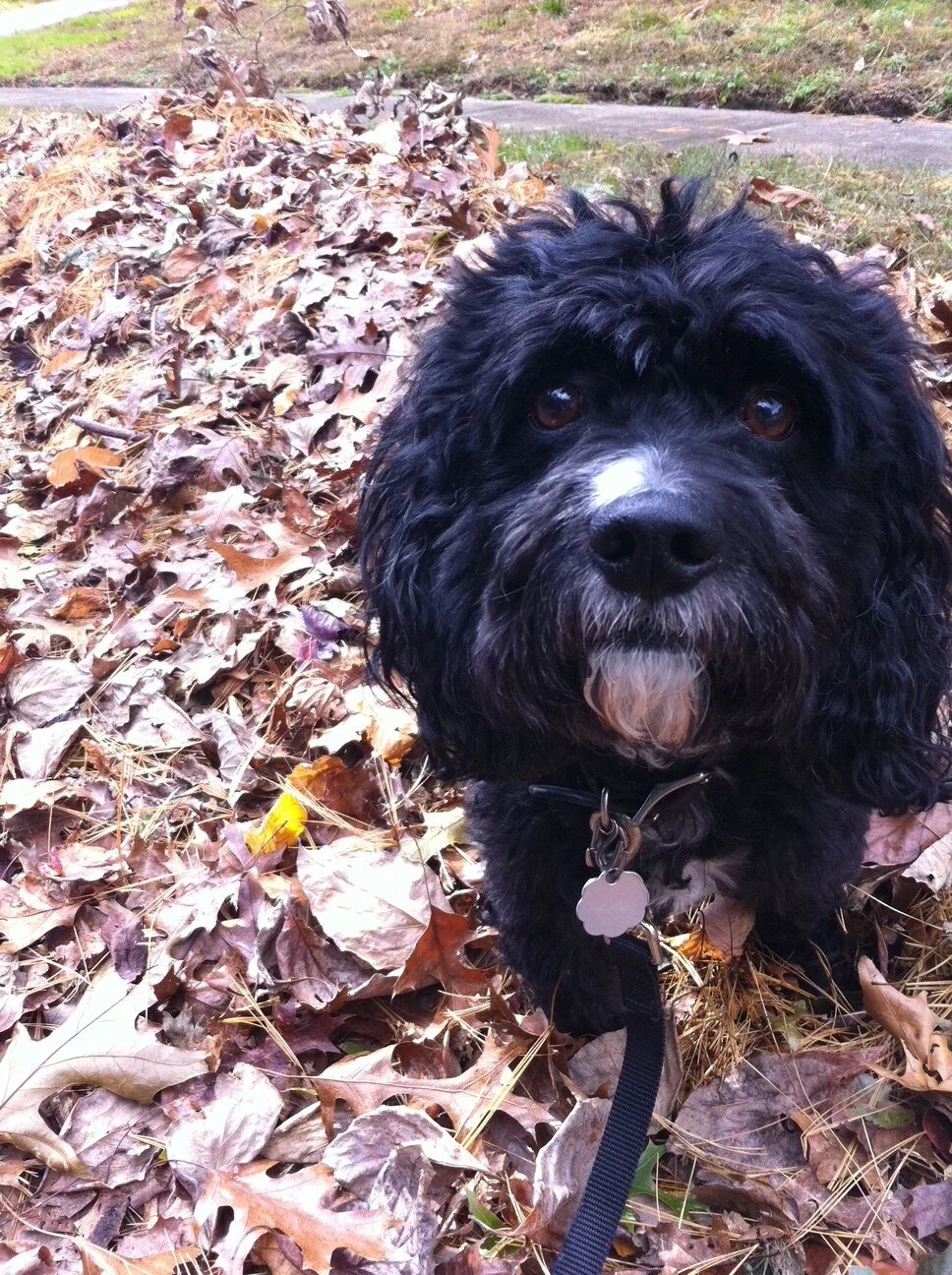Bandit