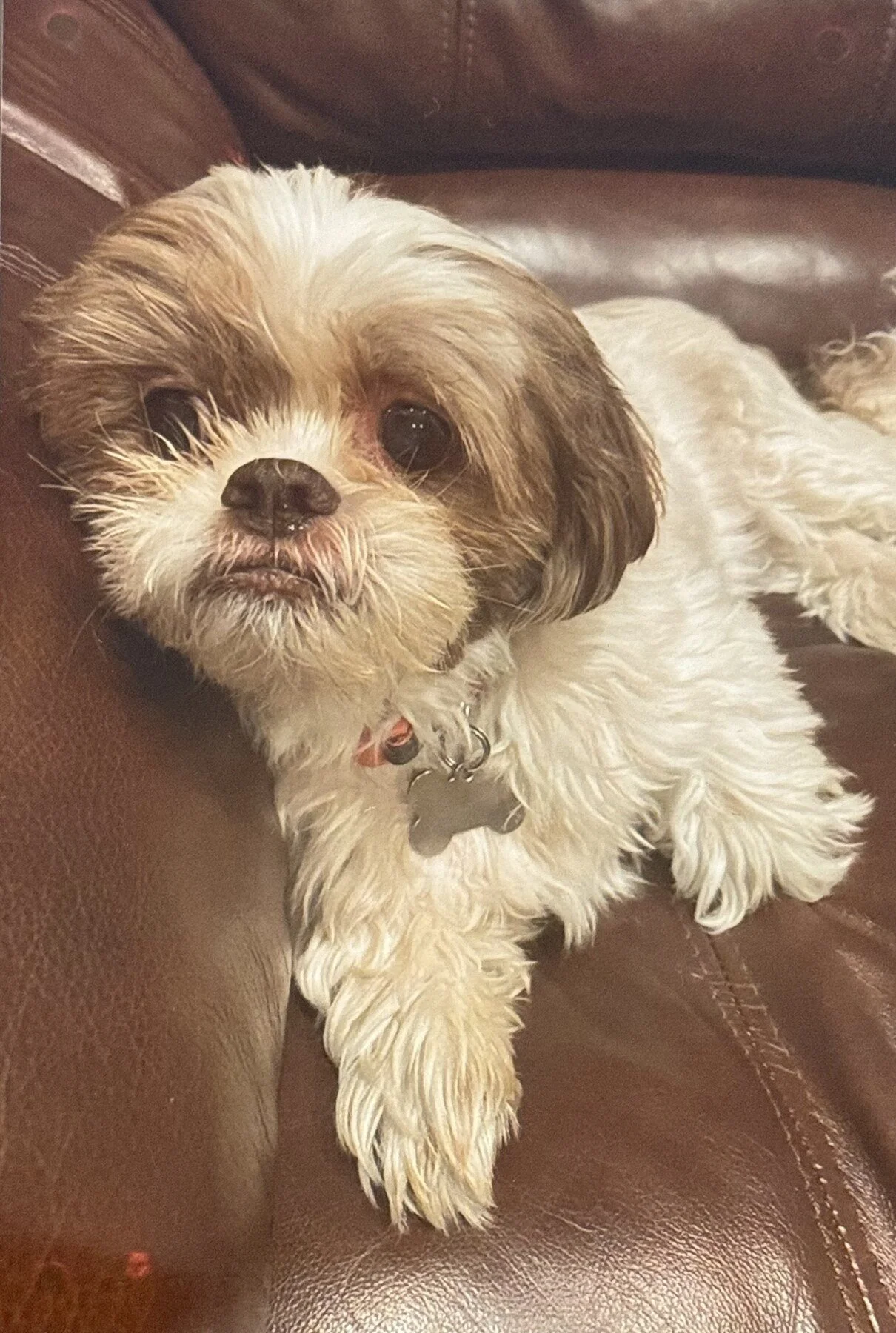 Bella
