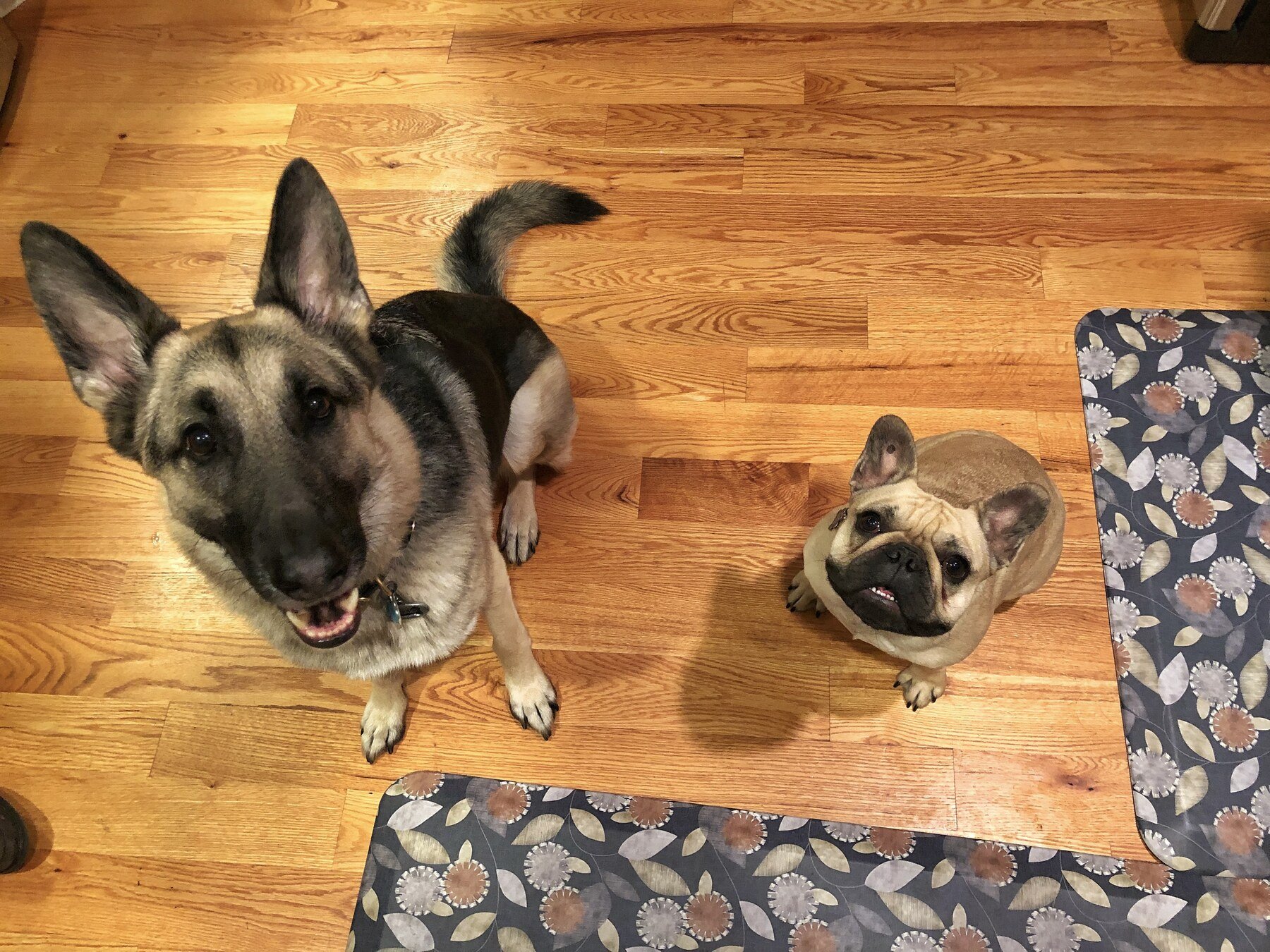 Max &amp; Murphy
