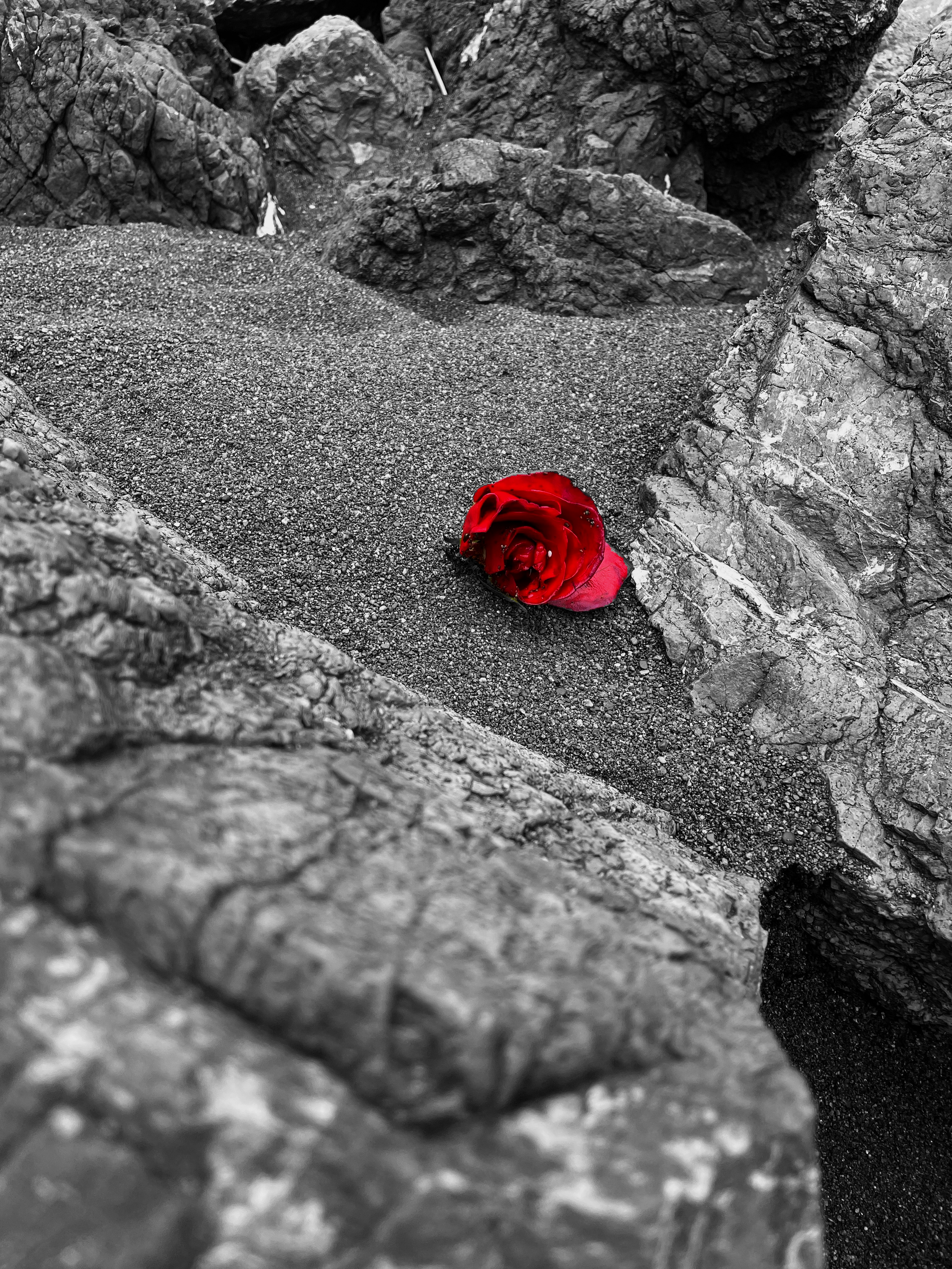 flower 3.PNG