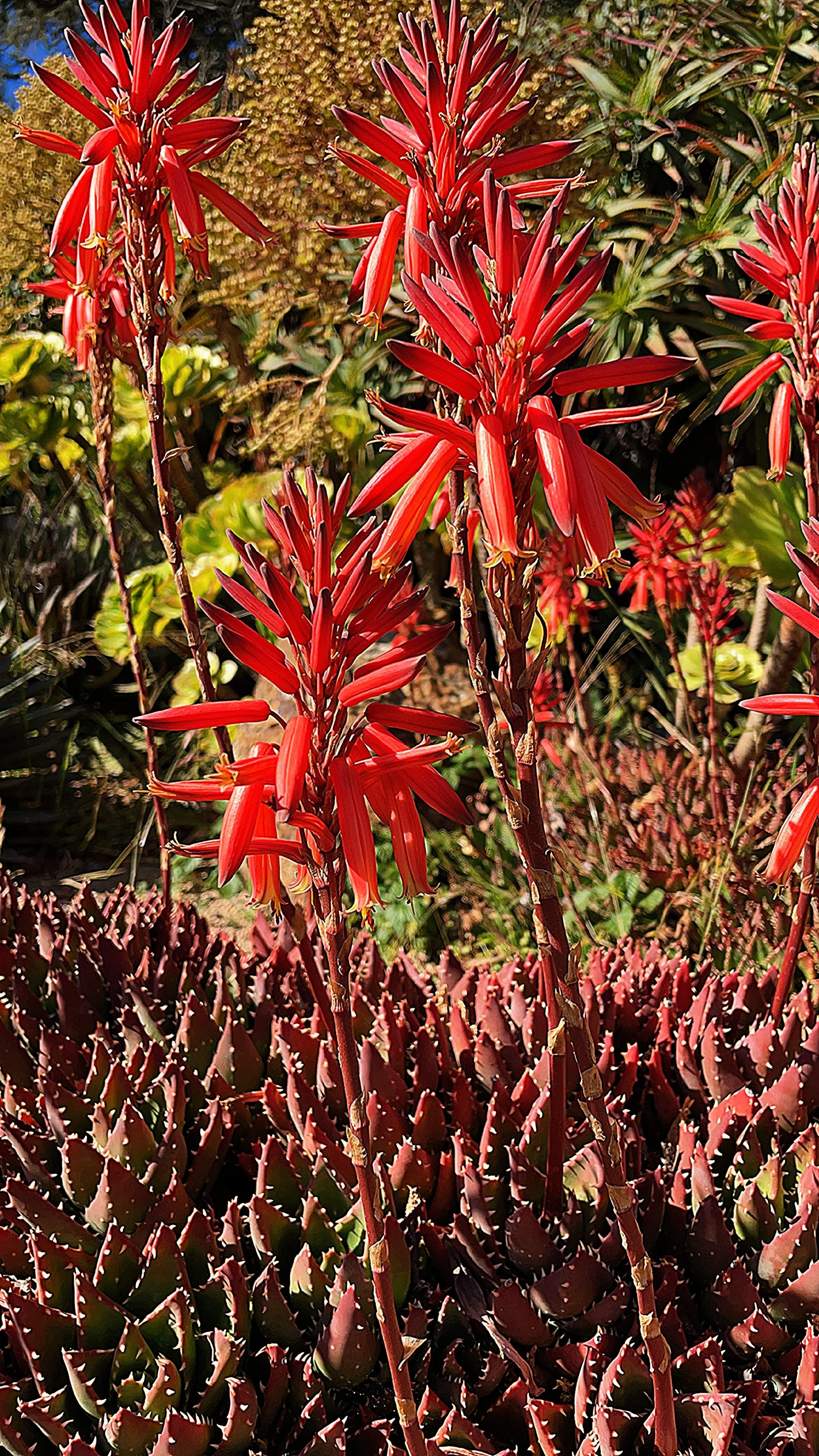 flower 1.JPG