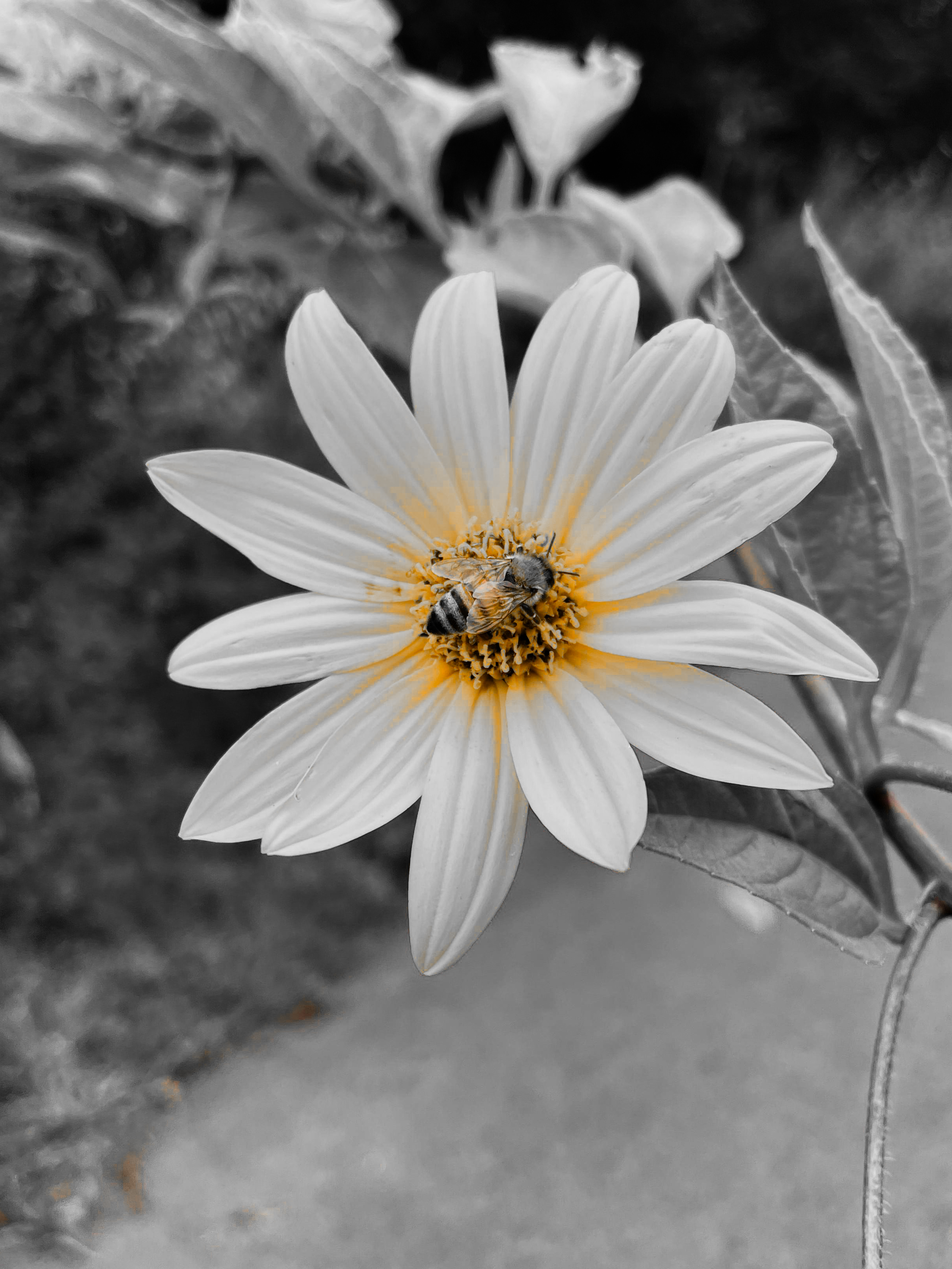 Flowers and Pollinators