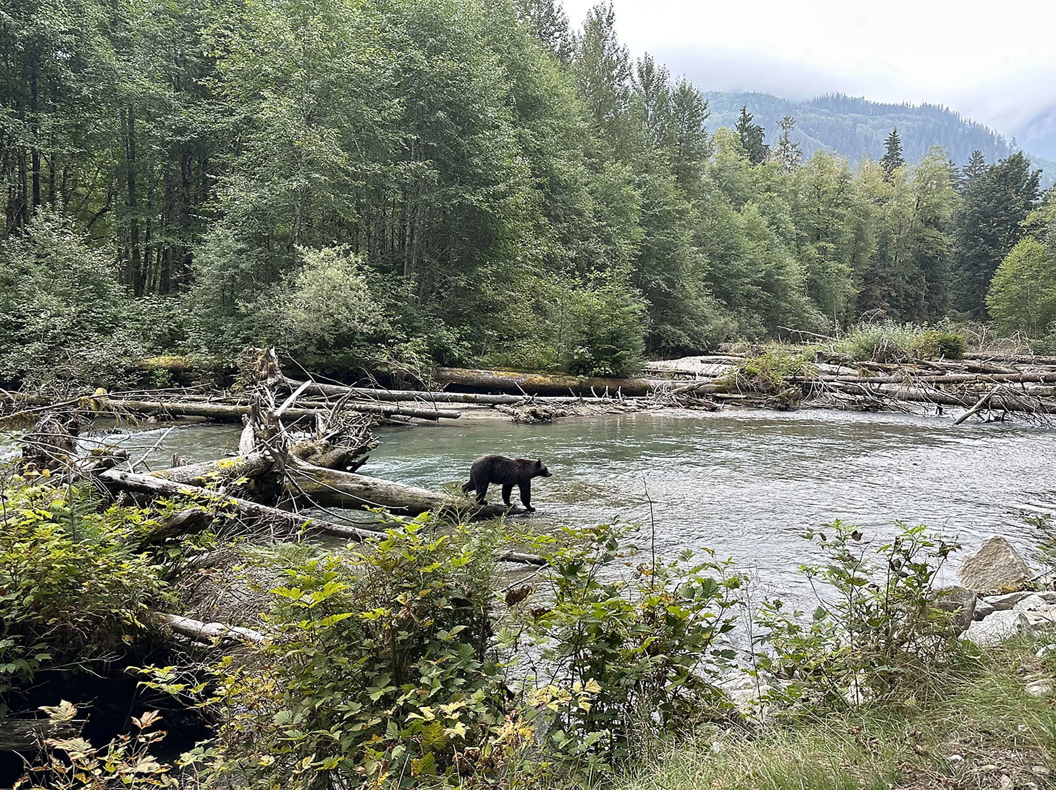 Bear in River
