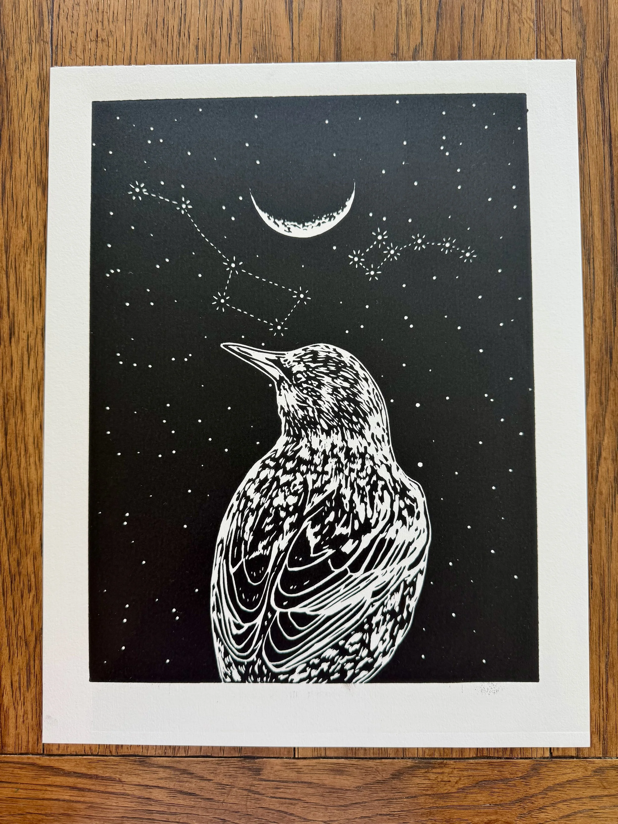 Starling - Black (Discounted)