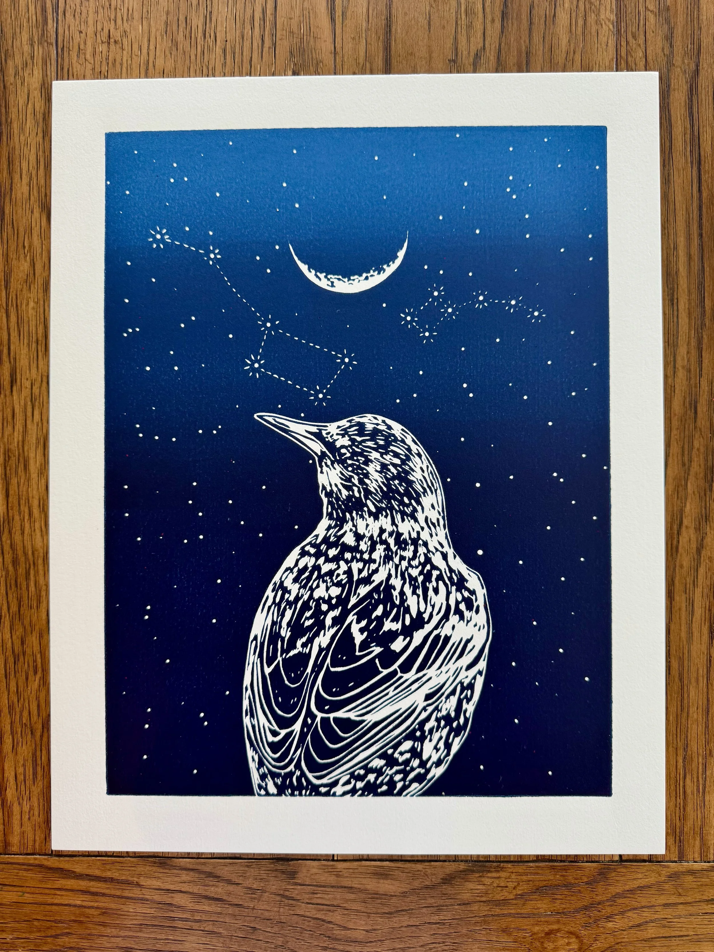 Starling - Blue