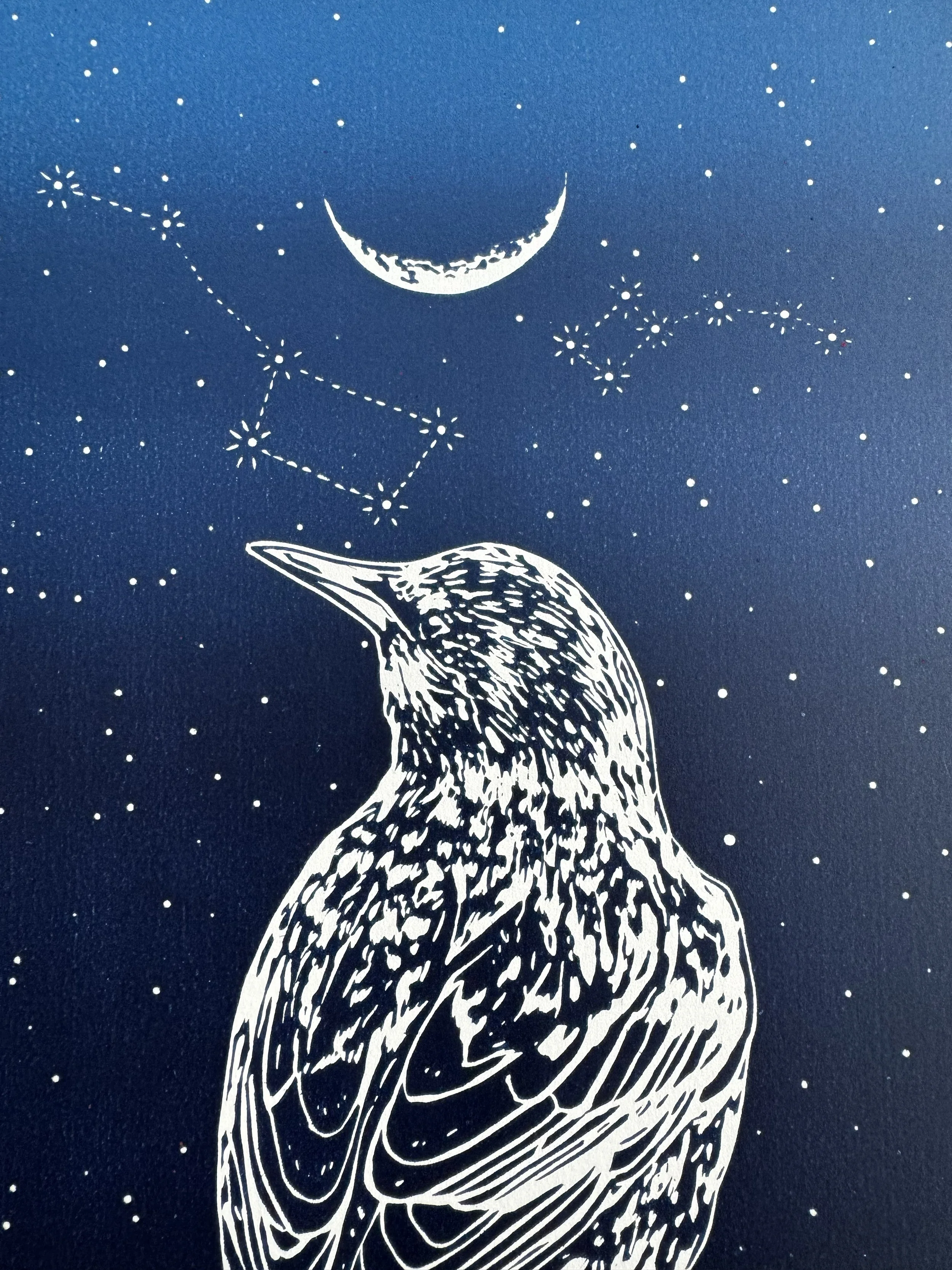 White illustration of a bird with detailed feather patterns looking up at a crescent moon and constellation on a dark blue background with small white dots resembling stars.