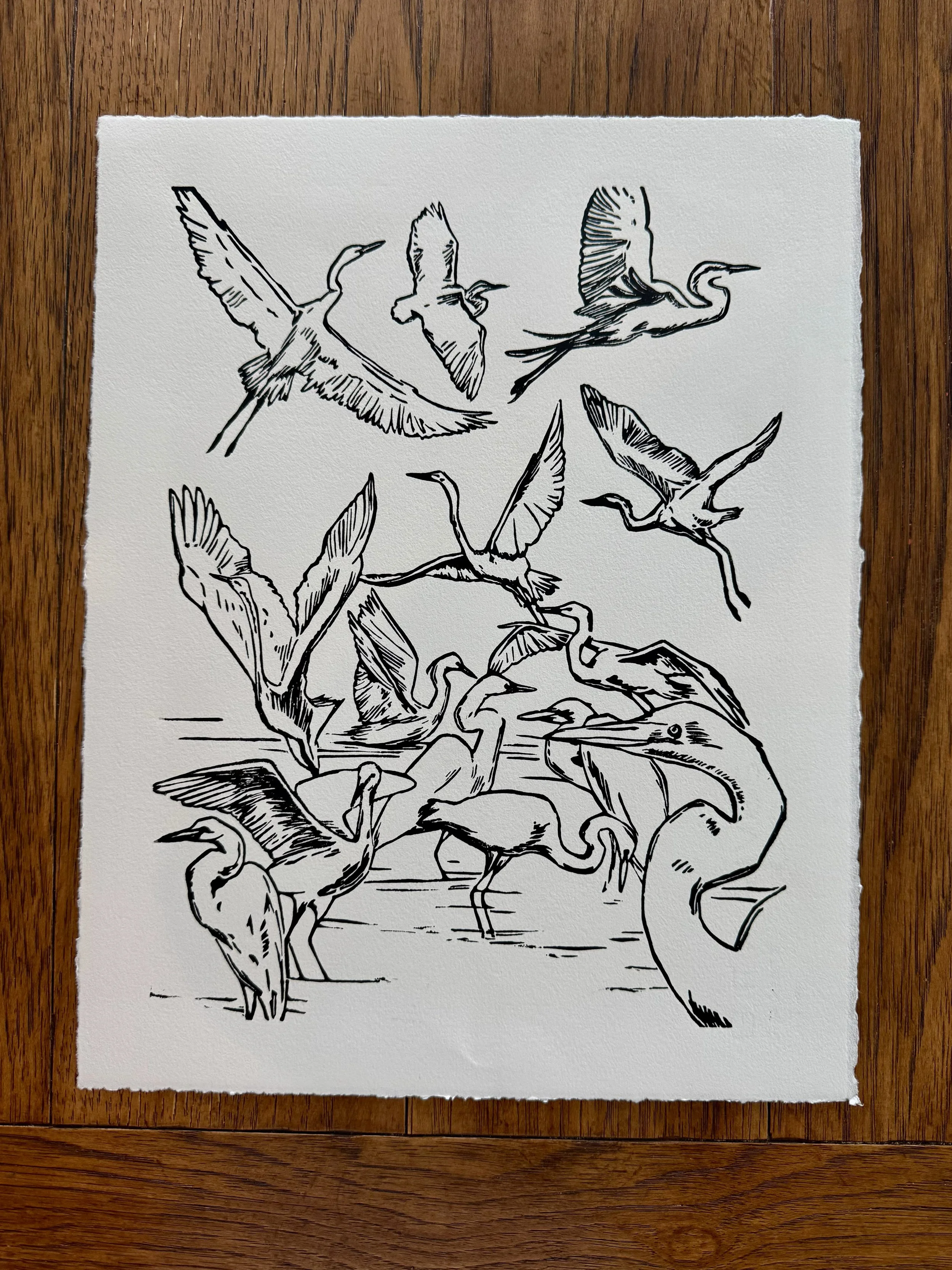 A Siege of Egrets - White