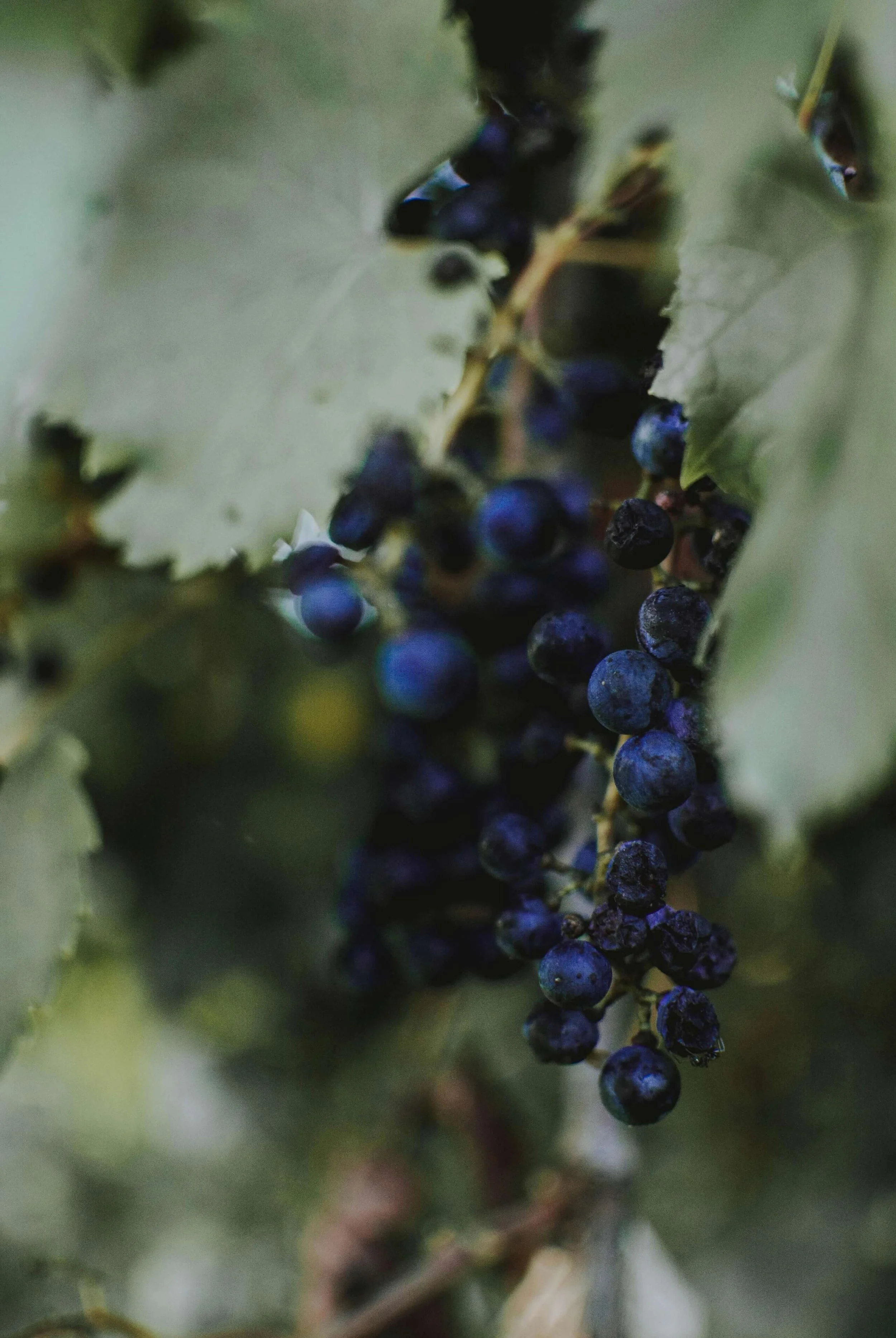 Close-up of a bunch of dark purple grapes hanging on the vine amidst green leaves.