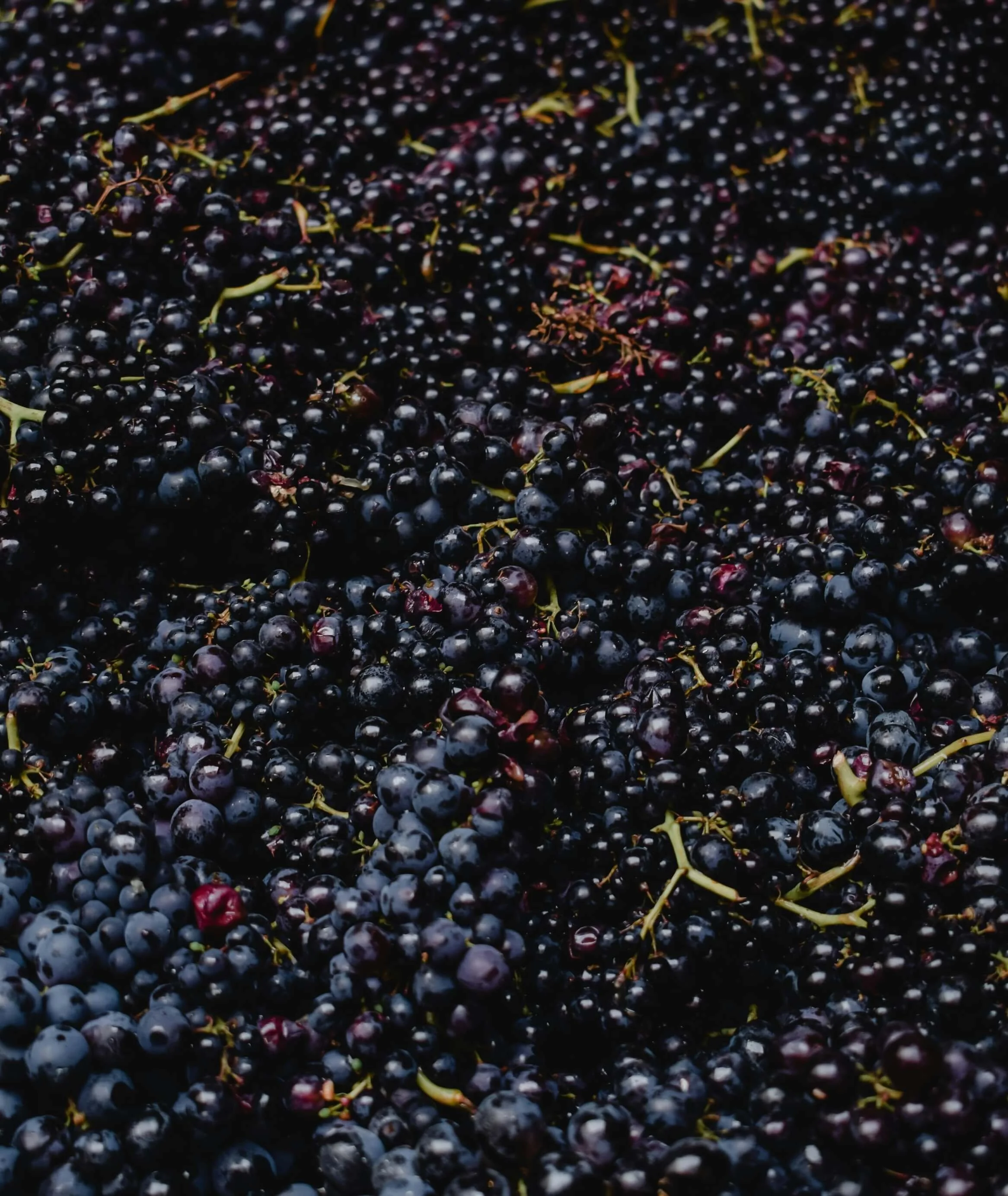 A large pile of fresh dark purple grapes, with some attached to green stems.