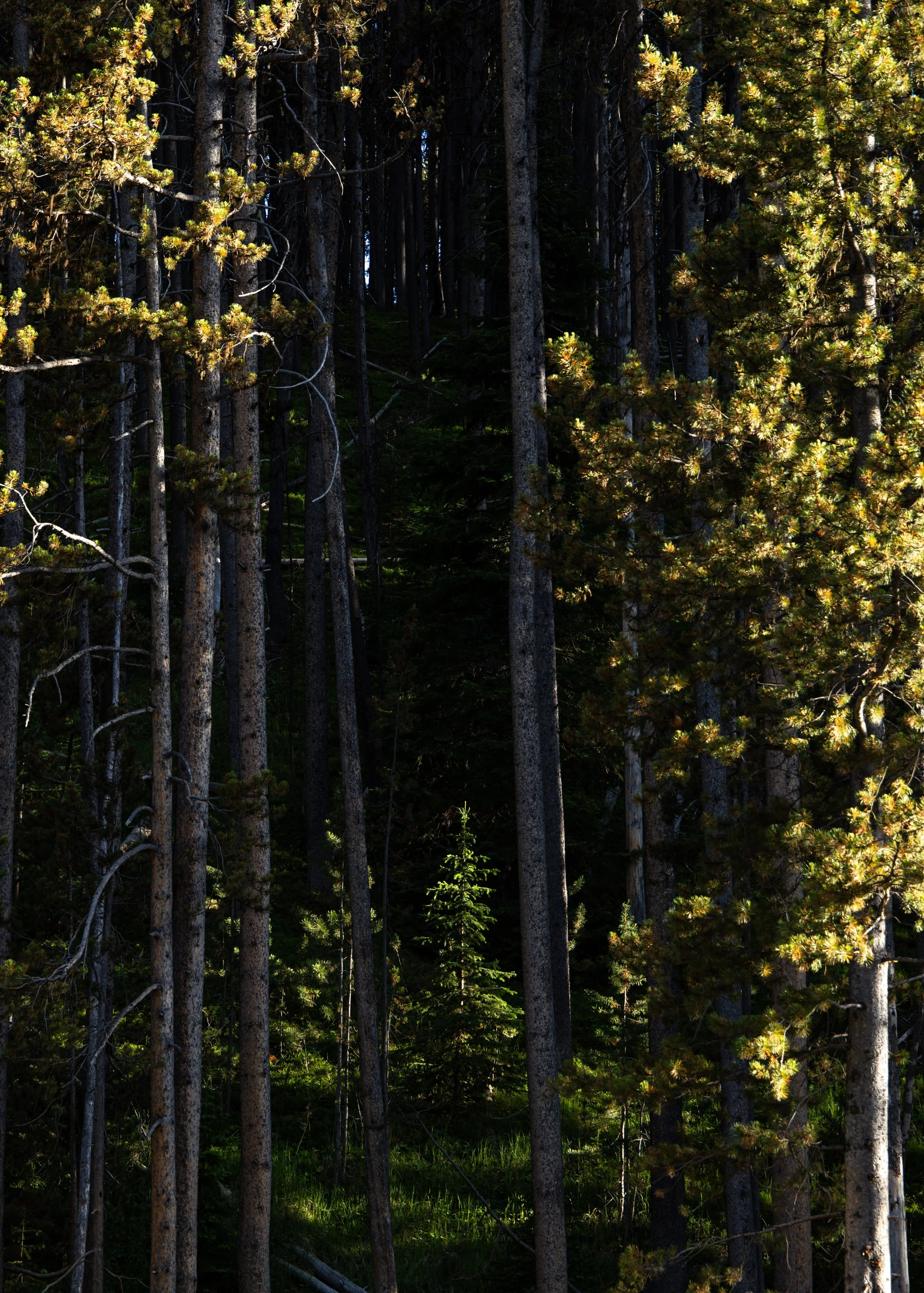 KCG_Yellowstone-8.jpg