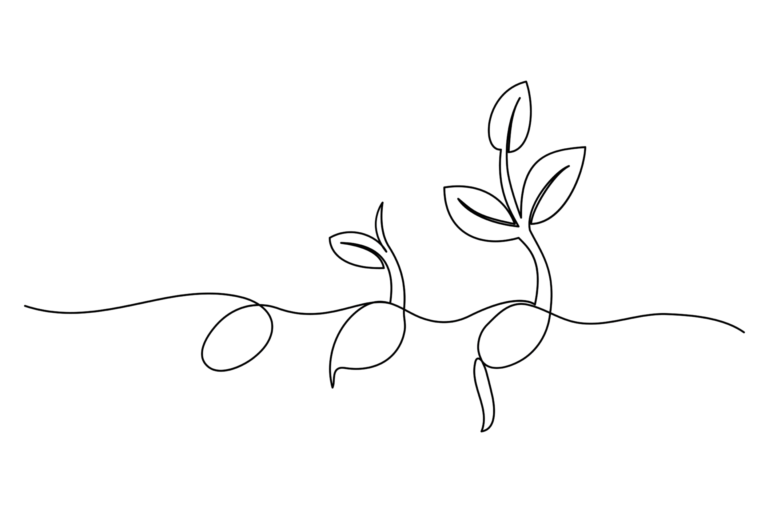 Juniper therapy - Line drawing of seedling growth