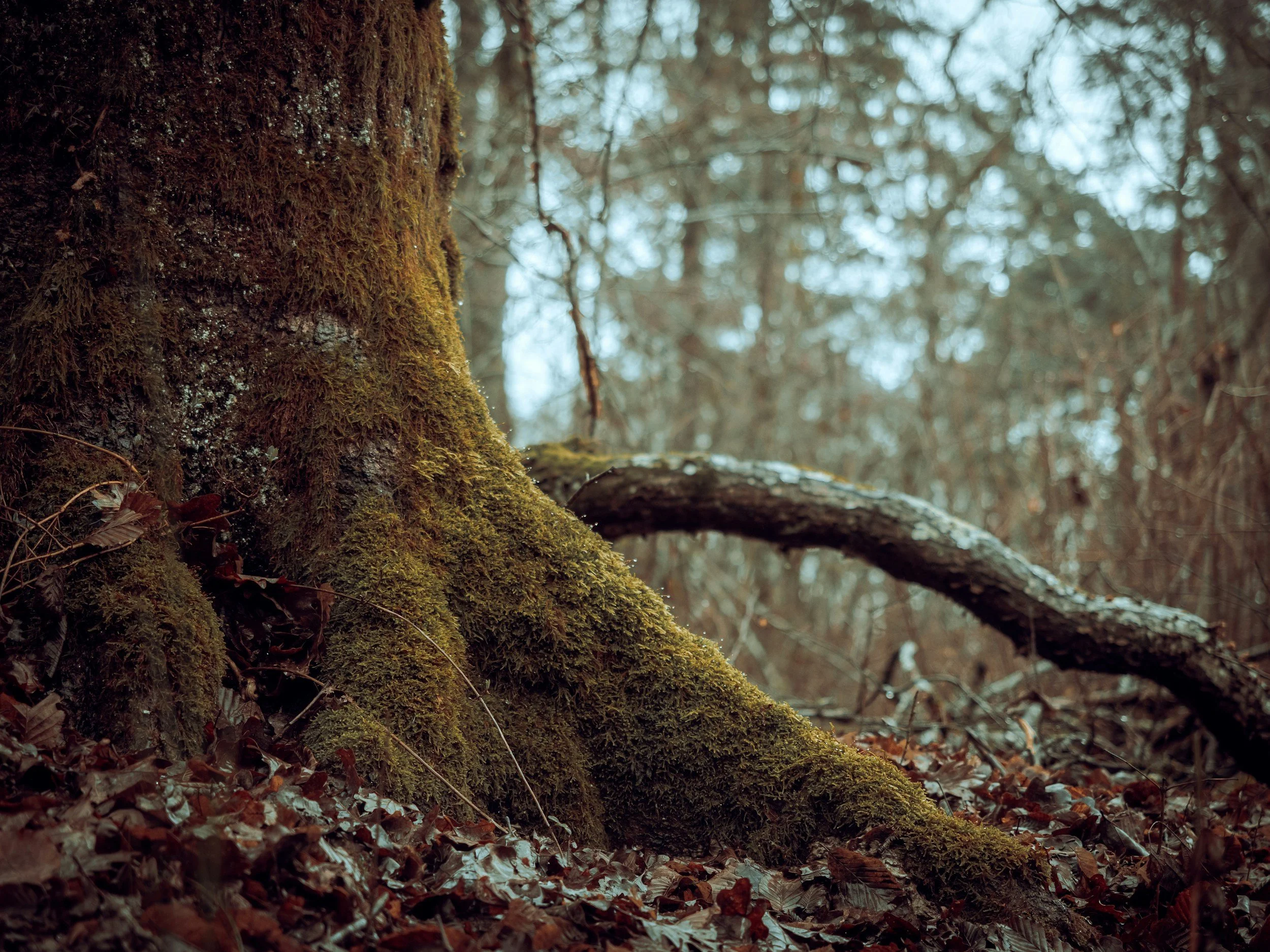 A moss-covered tree trunk and a fallen branch surrounded by fallen autumn leaves in a wooded forest - Contact Story Sessions Coaching.