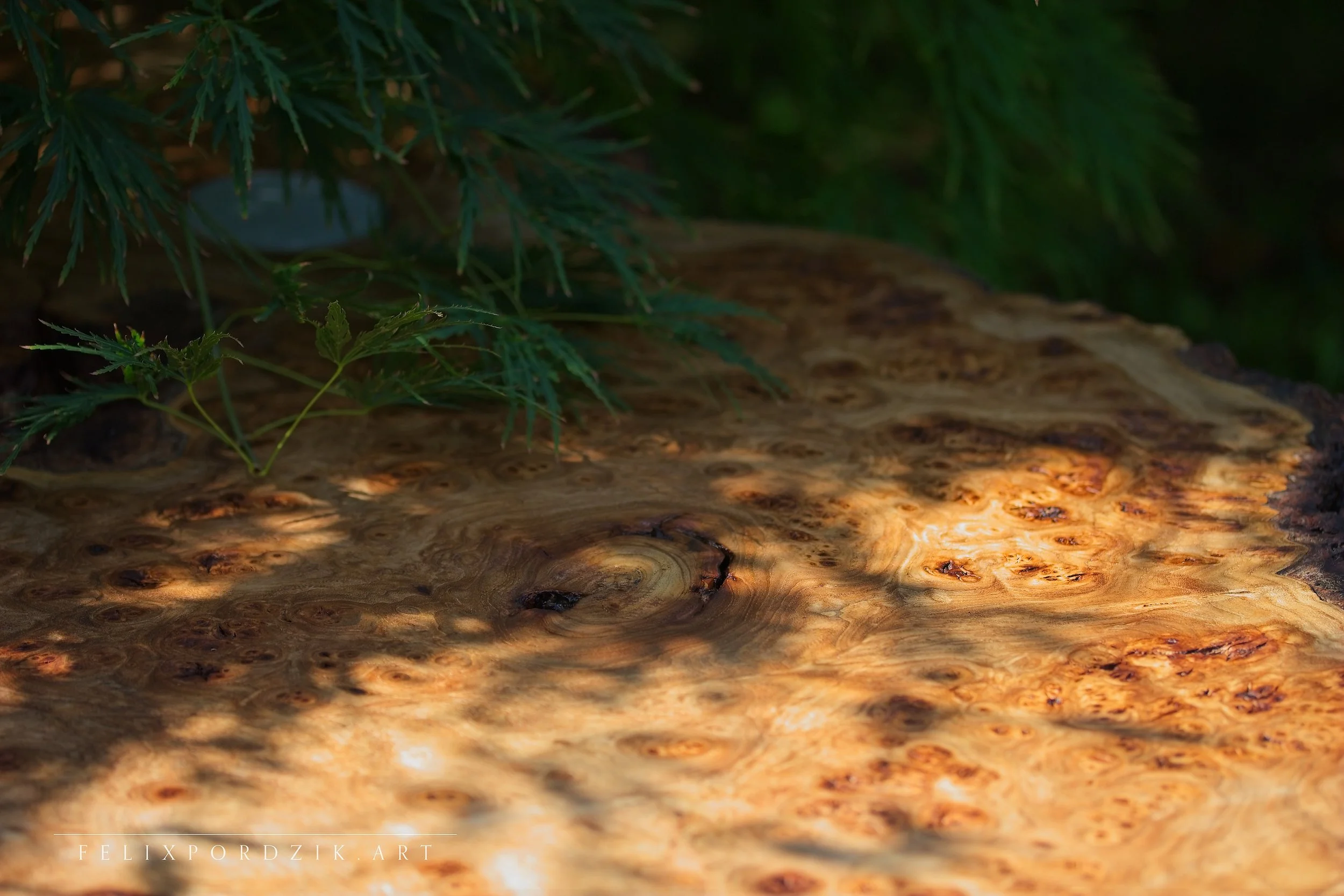 Close-up of “Untamed Balance” — natural burl wood surface with embedded concrete circles forming a contemporary Japanese-inspired tea table.