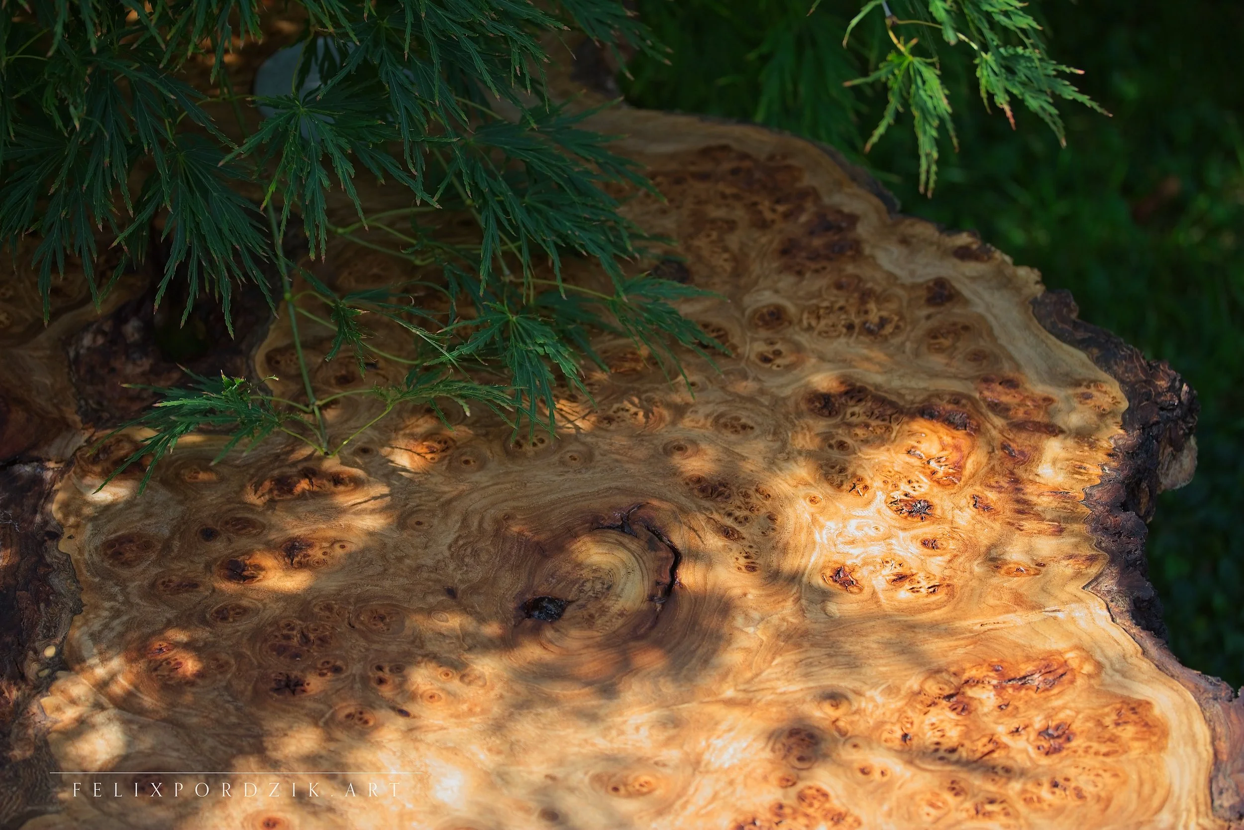 Detail from “Untamed Balance” by Felix Pordzik — sculptural wood table merging raw natural forms with minimalist concrete elements.