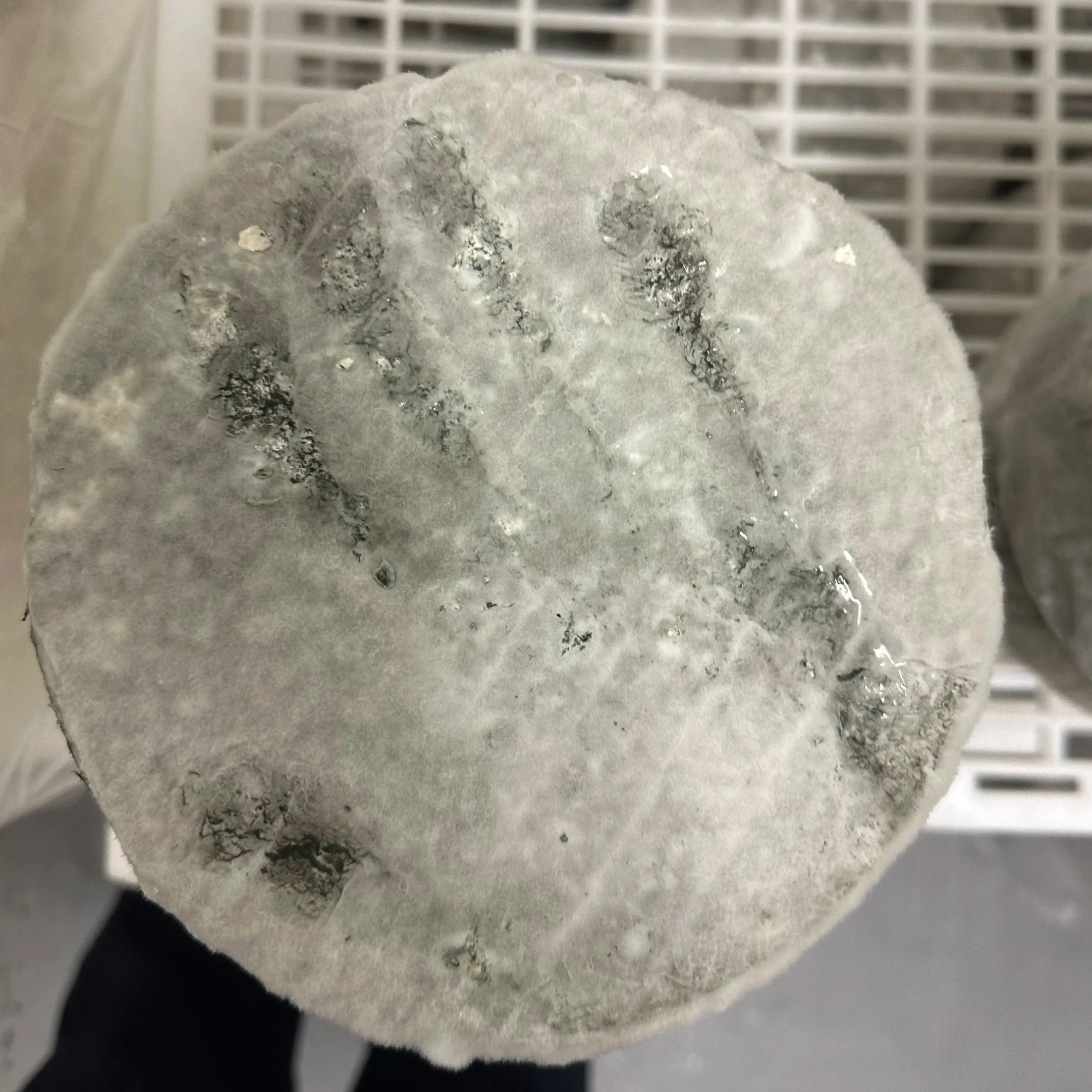 Cheesemaking in Accident, MD
