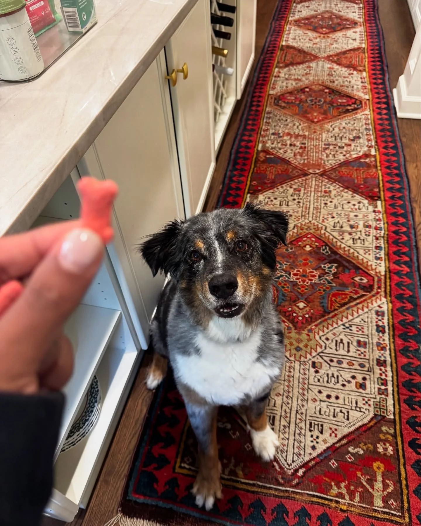 Could never take this love for granted 💙 #Theboys #mmsb #atldogsitter #atlnanny #overnightshifts