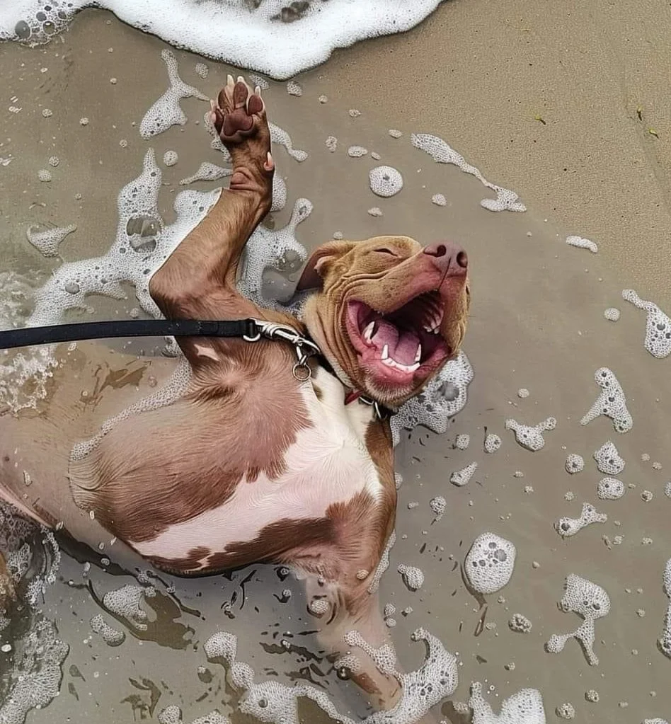 A brown and white dog lying on its back in shallow water at the beach, with foam around it, yawning with eyes closed.